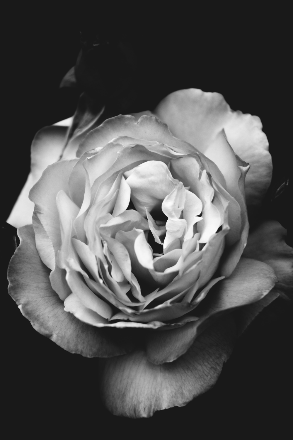 Flower_1000x1500px.png