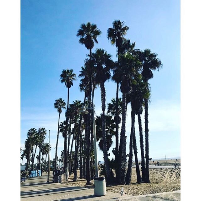 Palm 2. #trekkingelephant