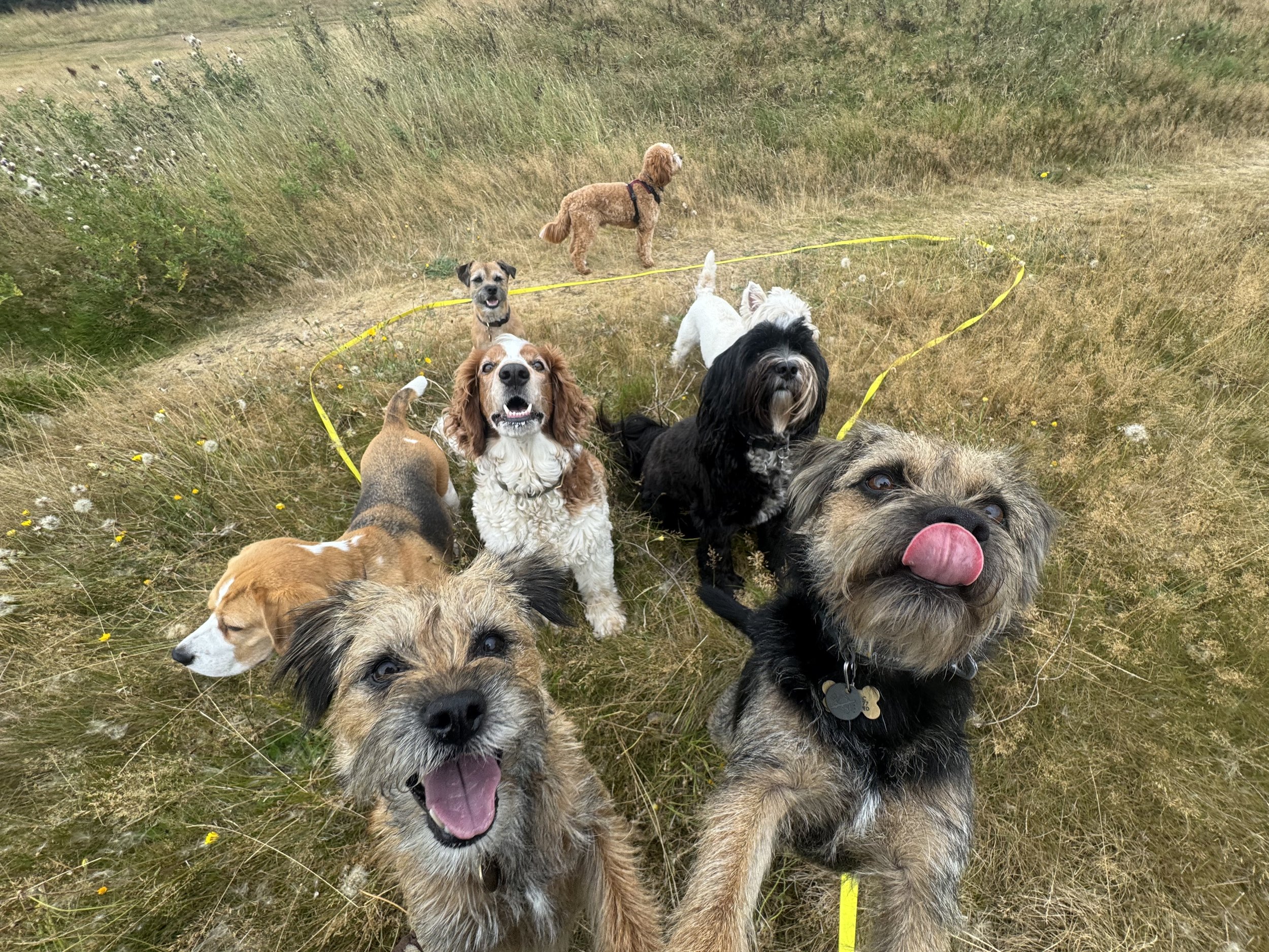 Crighton Pet Services | Morning Dog Walk | Small Dogs | Pack Dog Walk on Braid Hills, Edinburgh | Professional Dog Walker with Border Terriers, Spaniels, Tibetan Terriers, Beagles, West Highland Terrier, Cavapoo, Cockapoo, Working Cocker Spaniel