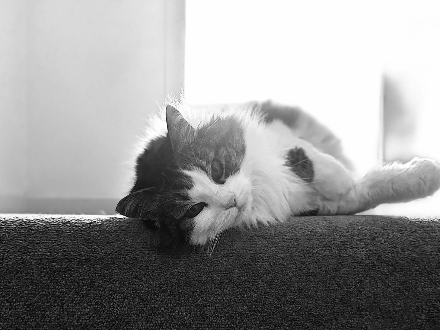 Crighton Pet Services | Cat Visits | Holiday Cat Visit | Pet Care | Cats, Kittens, Pets, Small Animals