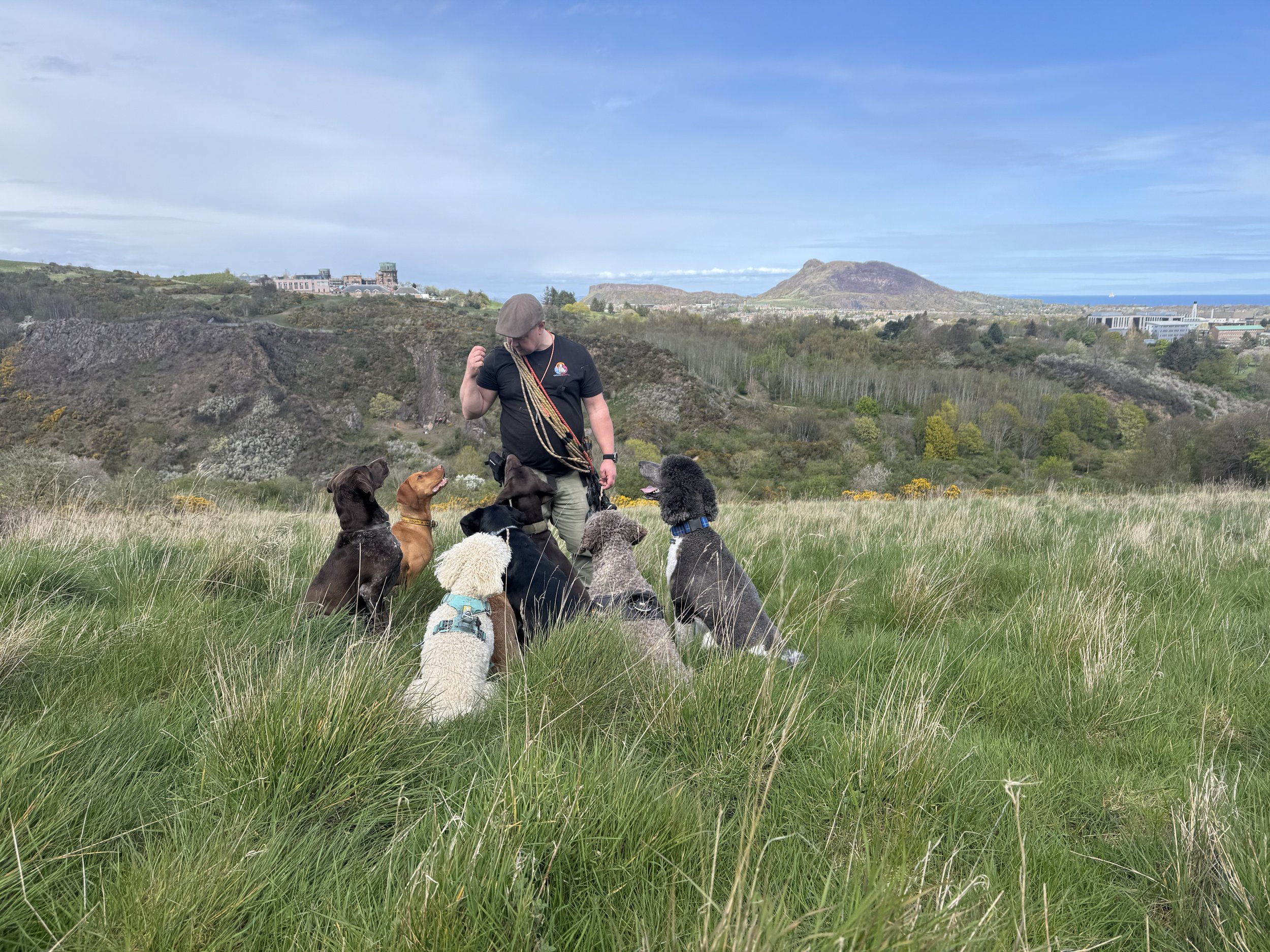 Crighton Pet Services | Edinburgh Dog Walker | Professional Pack Walk | Working Dog Breeds