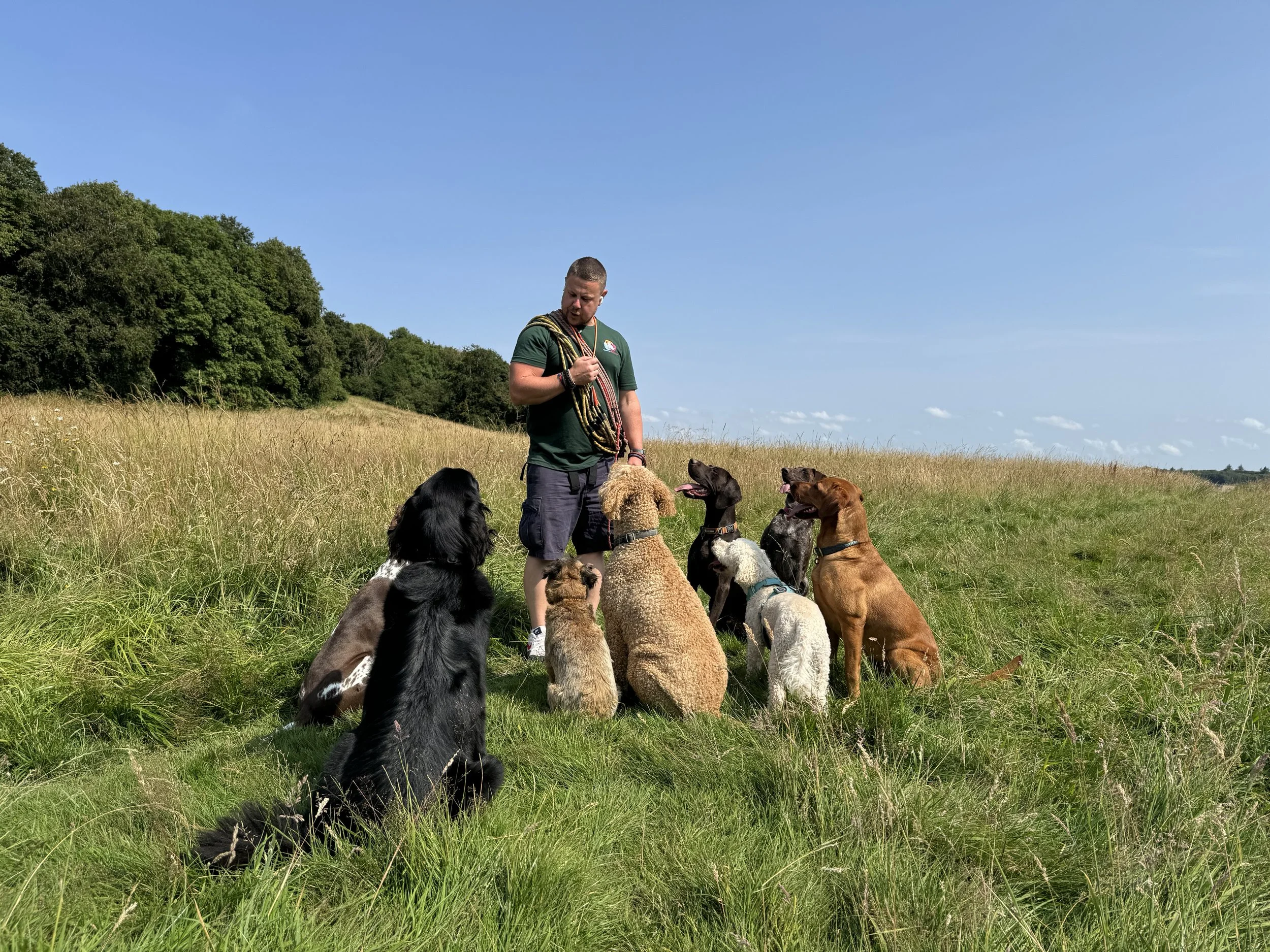 Crighton Pet Services | Afternoon Dog Walk | Large Dogs | Pack Dog Walk on Craigmillar Castle, Edinburgh | Professional Dog Walker | Labradors, German Shorthairted Pointers, Poodles, Spanish Water Dogs, Cockapoo, Border Terrier, Flat Coated Retriever