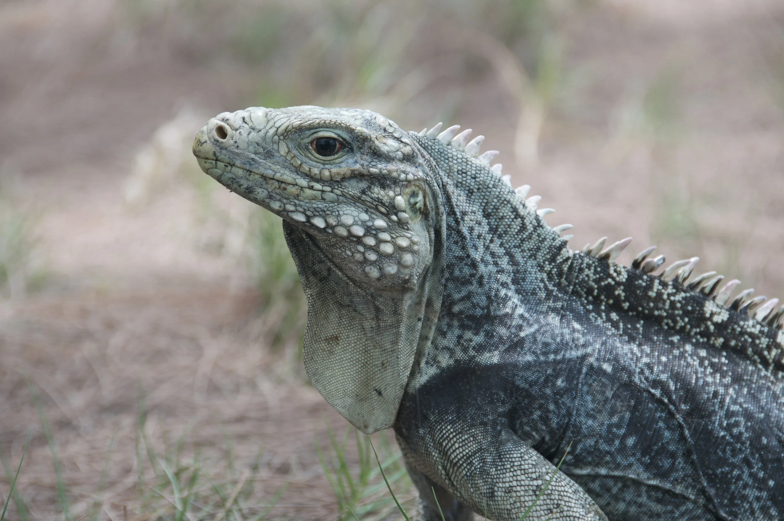 DSC_1068.jpg