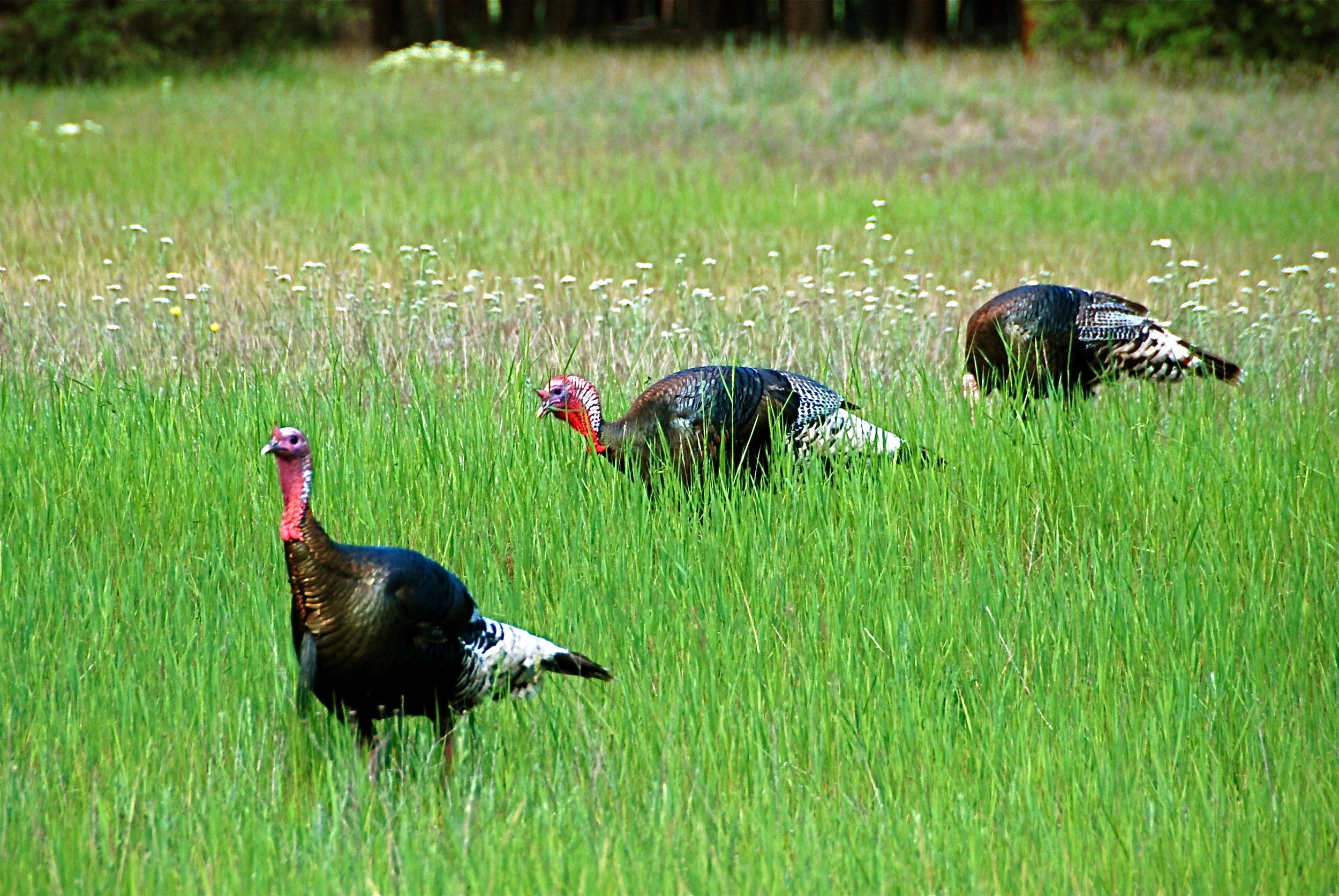 DSC_0008_2_2.JPG