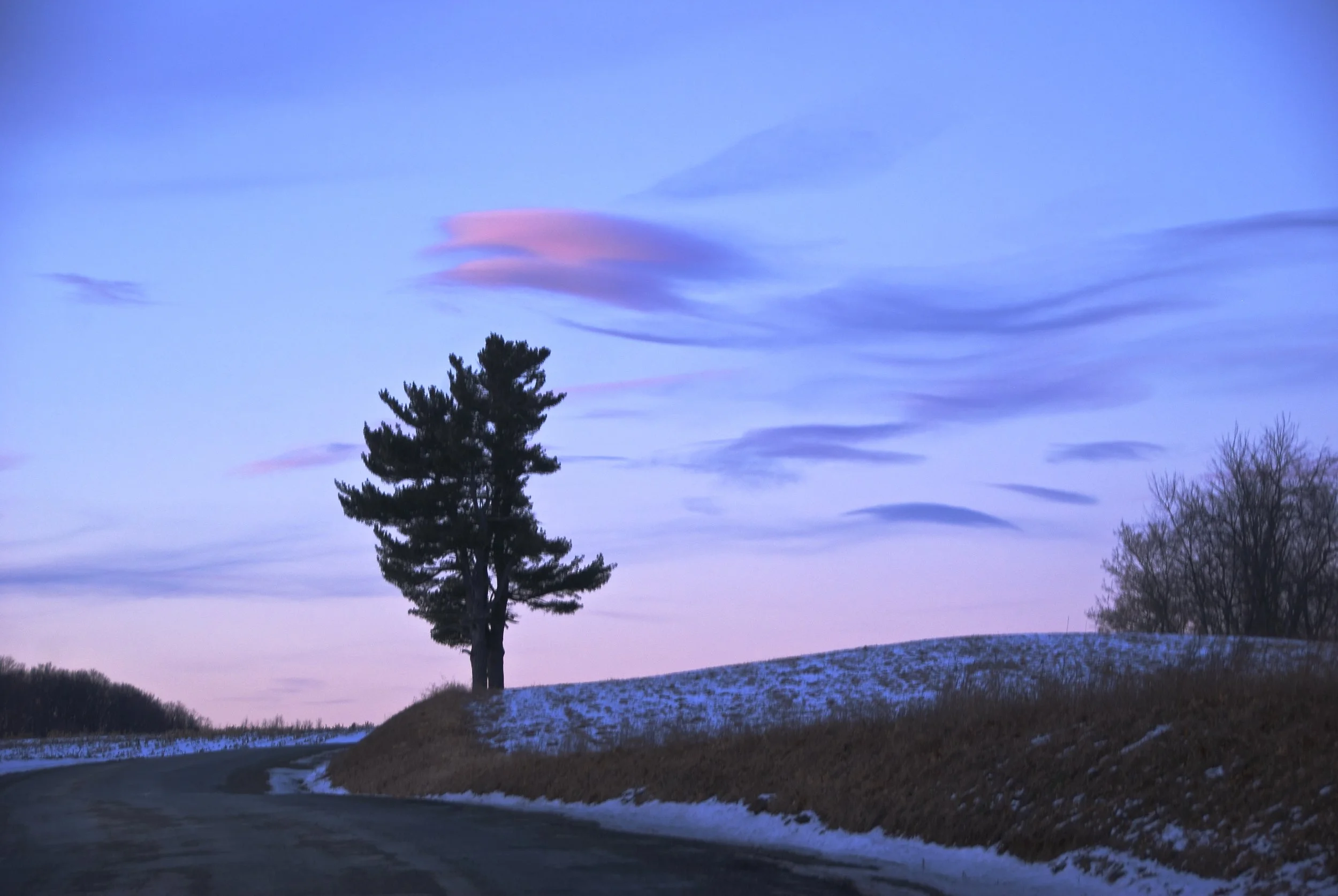 Arlington Sunset Tree.jpg