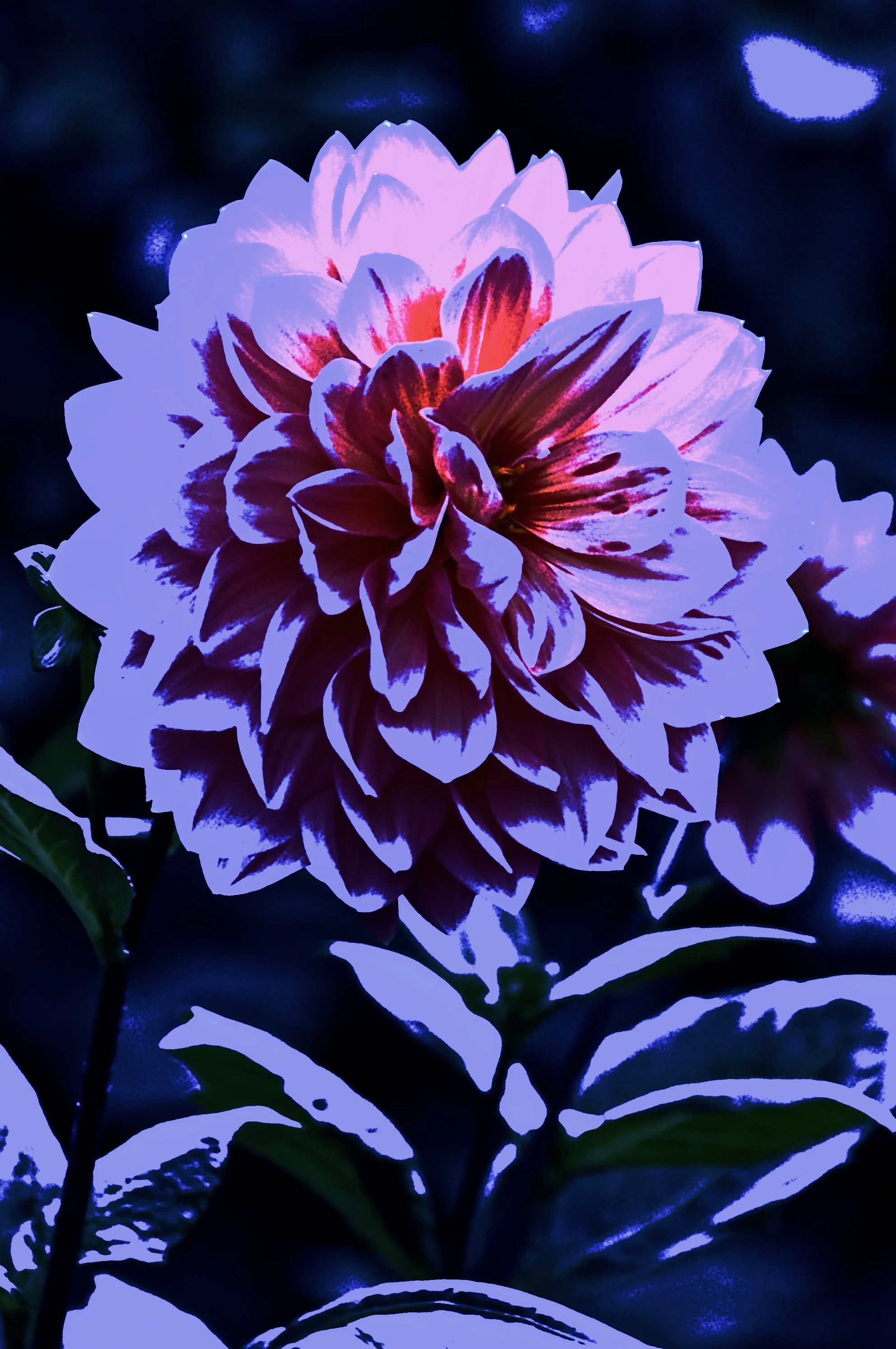 DSC_0445.jpg