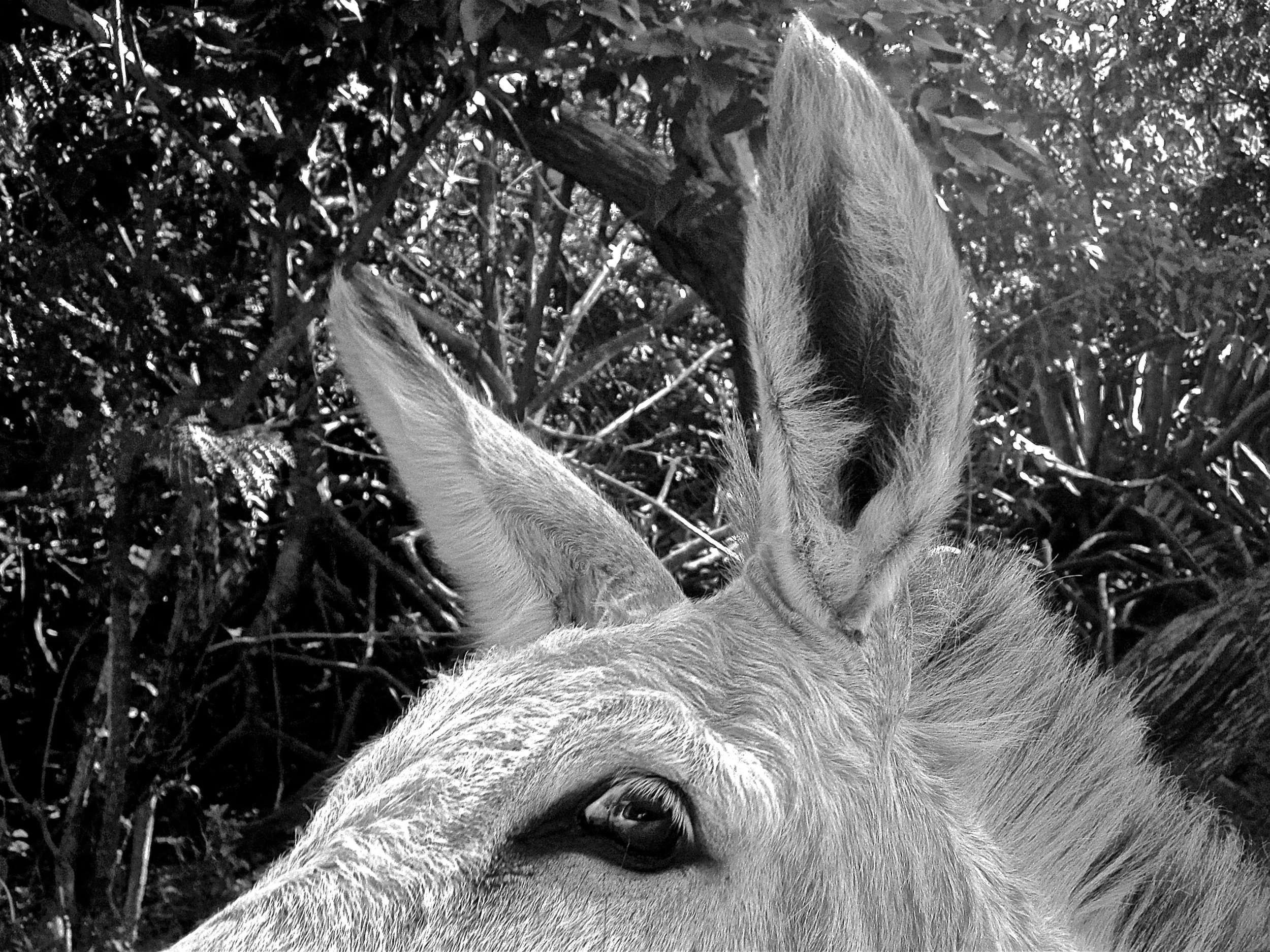 IMG_0422 - Version 2.JPG