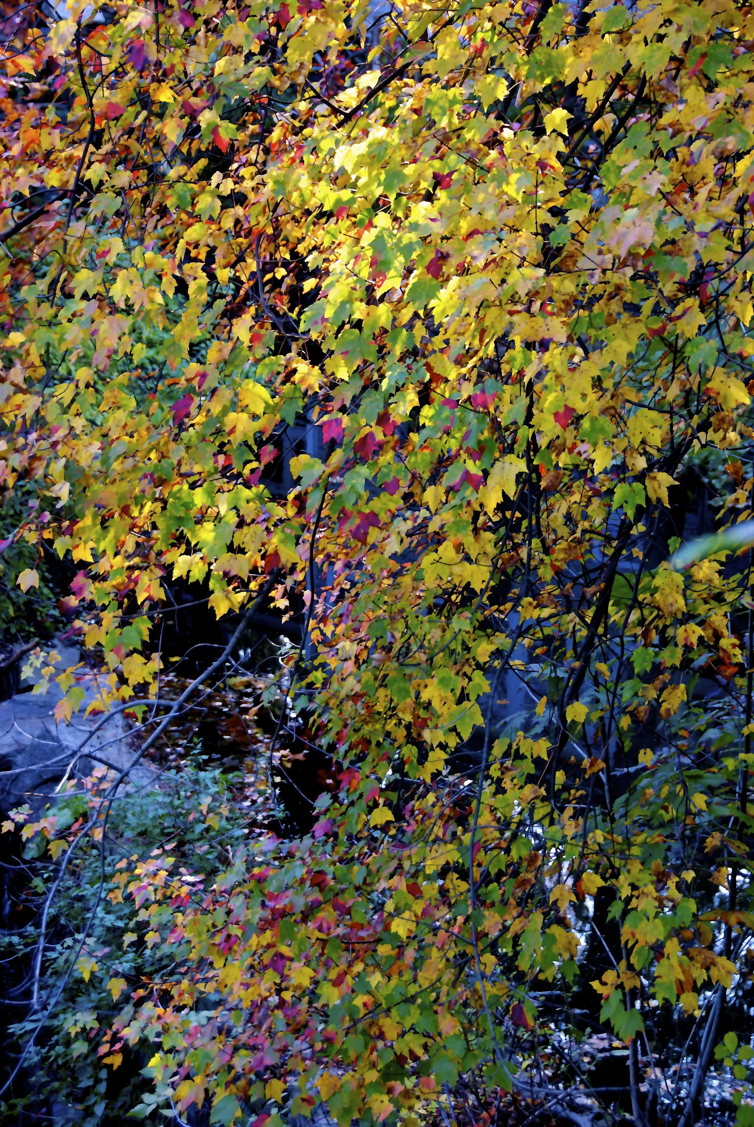 autumn.color.jpg
