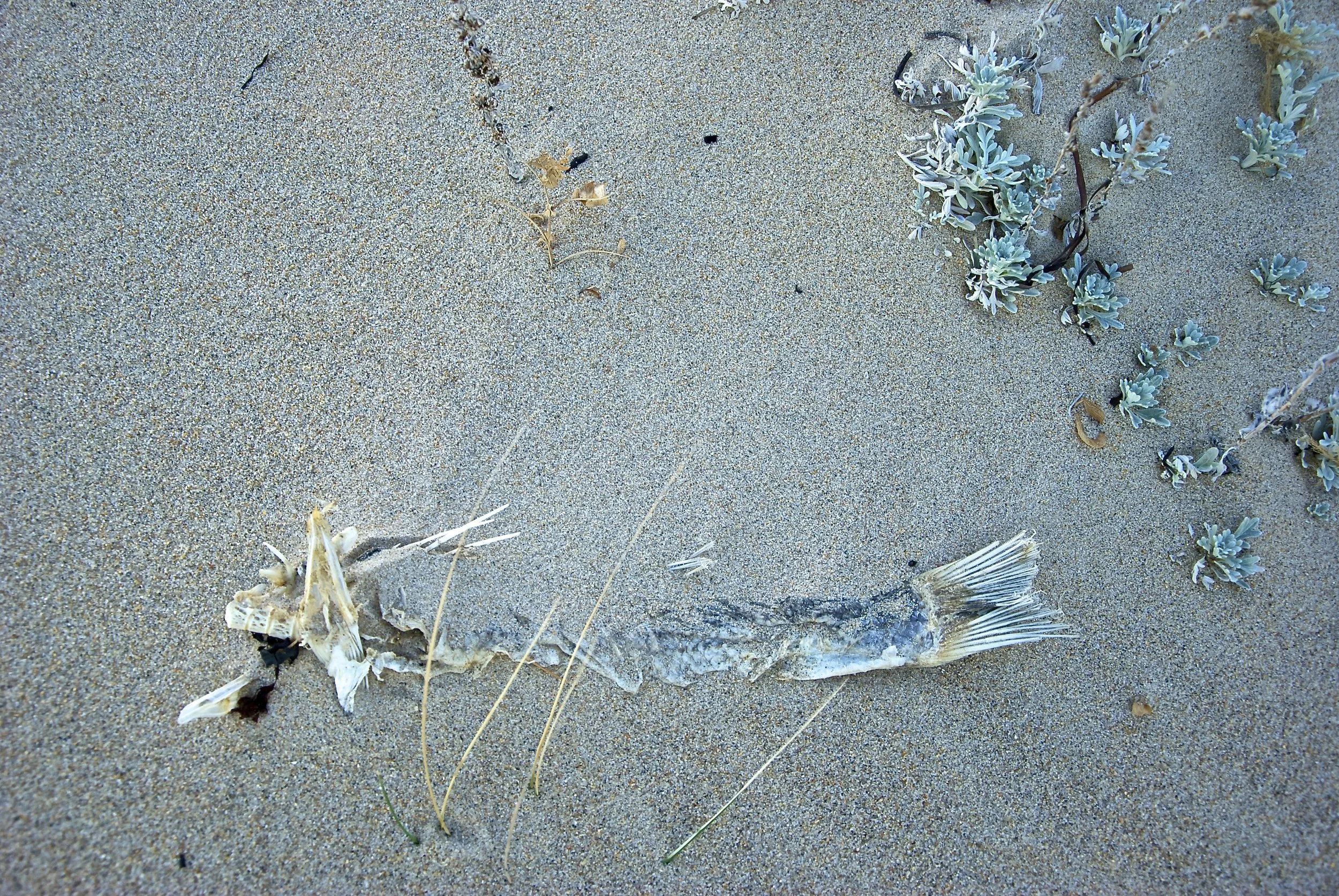 DSC_7908.jpg