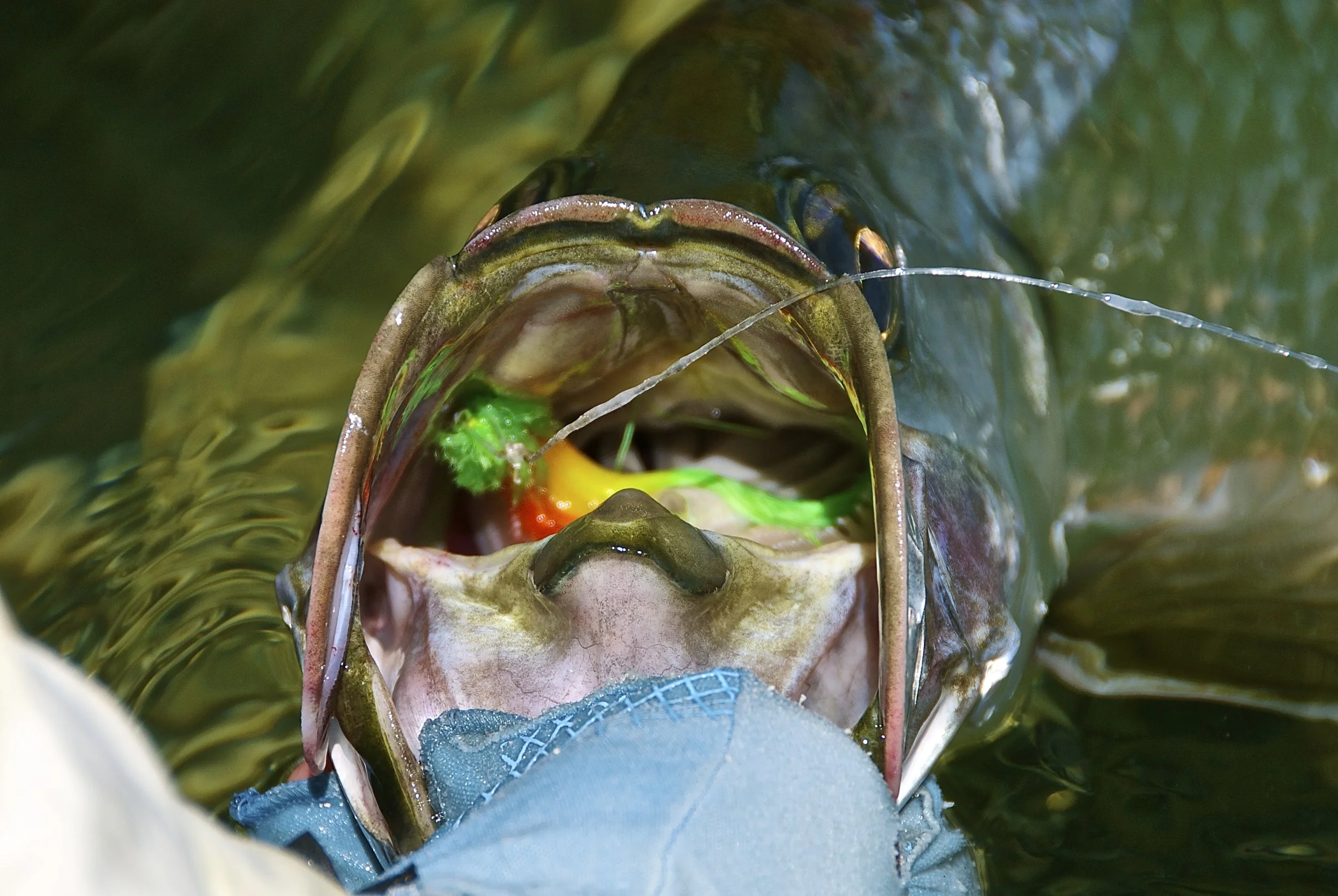 tarpon mouth fly.jpg