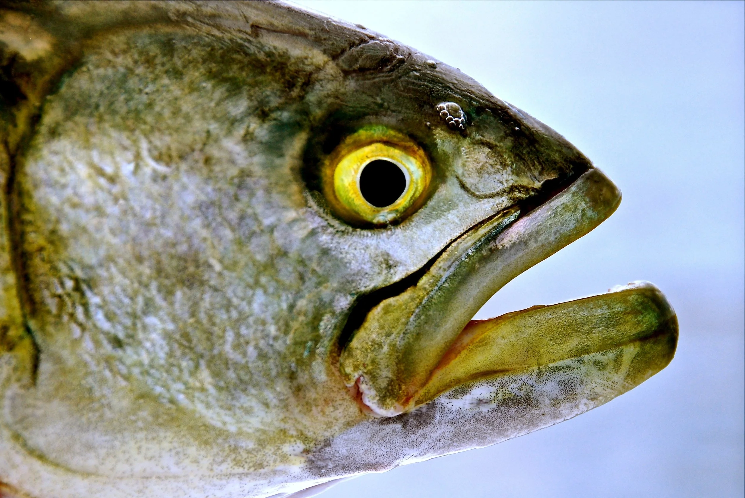 DSC_9422_2 - Version 2.JPG