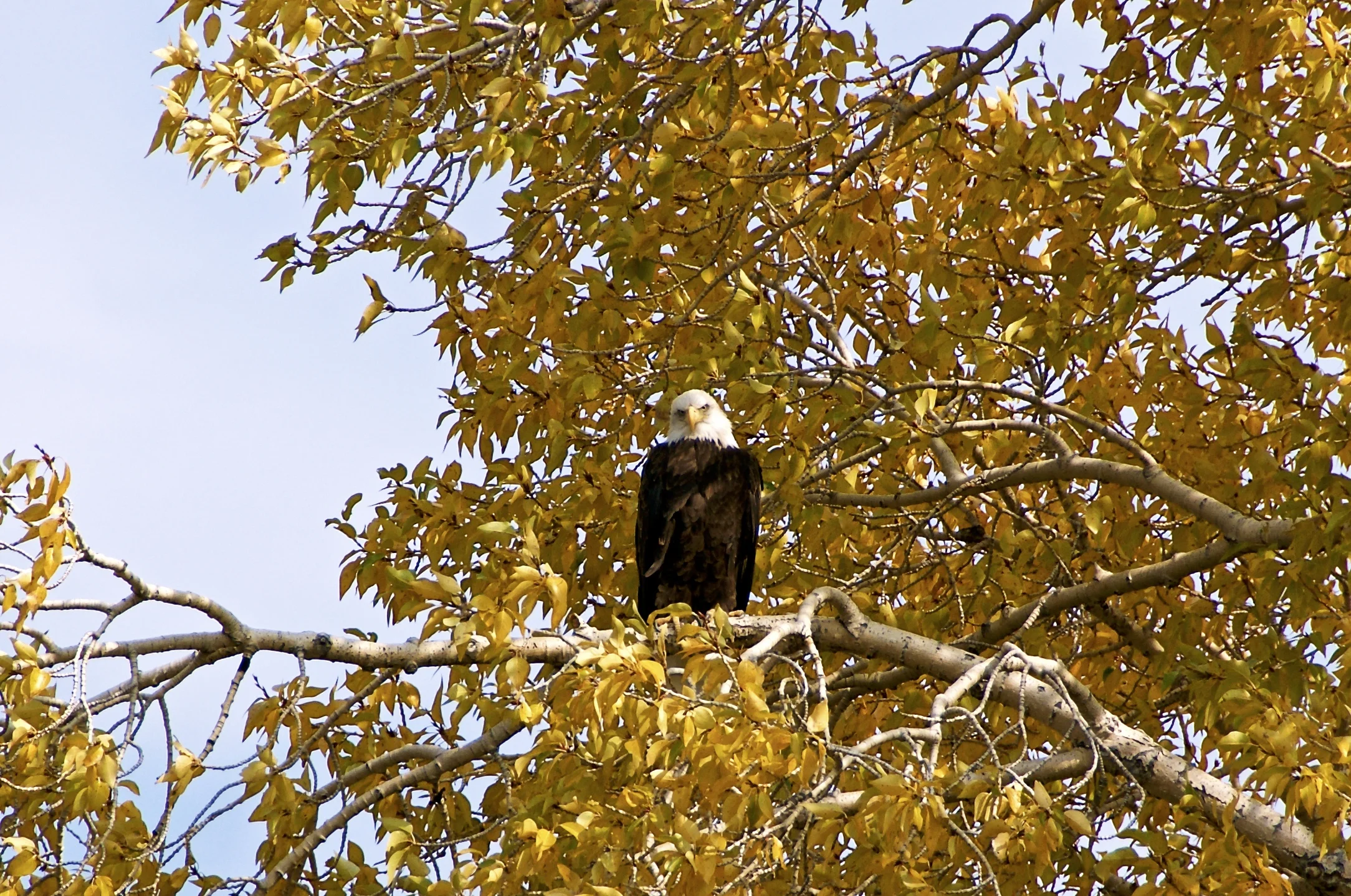 eagle.jpg