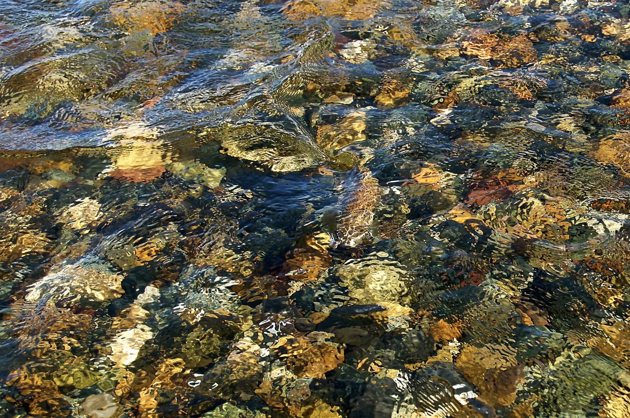 “Finding Waldo”, a camouflaged wild rainbow trout on the rocky bottom of the Limay River, Patagonia, ARG.