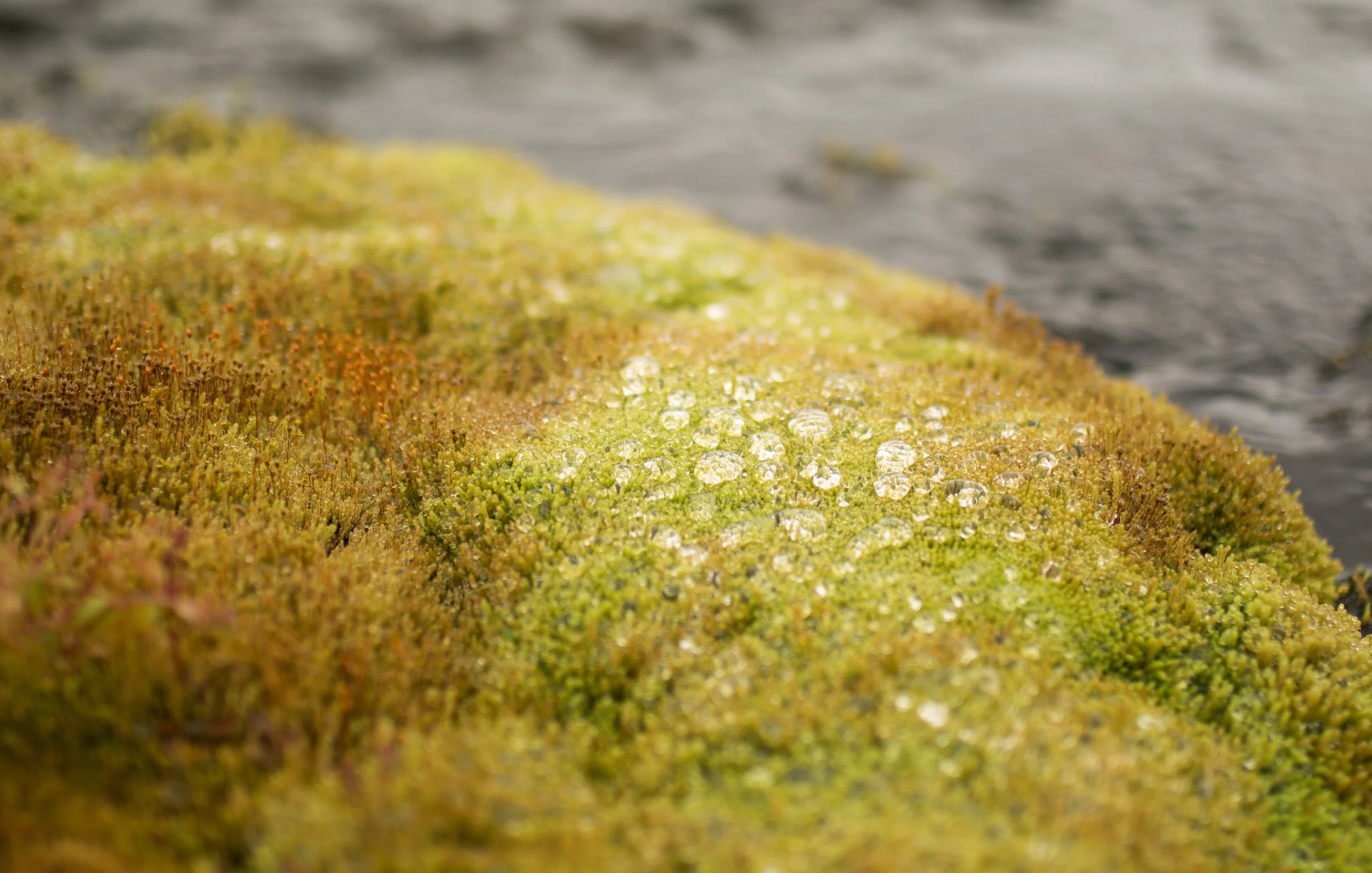 8B0A0203crop.jpg