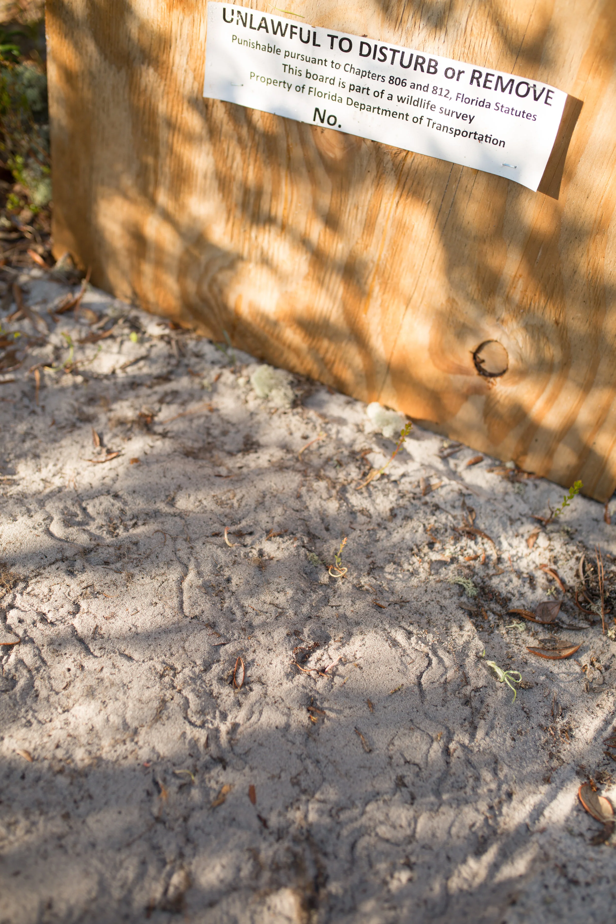 Sand Skink Earth Resources-14.jpg