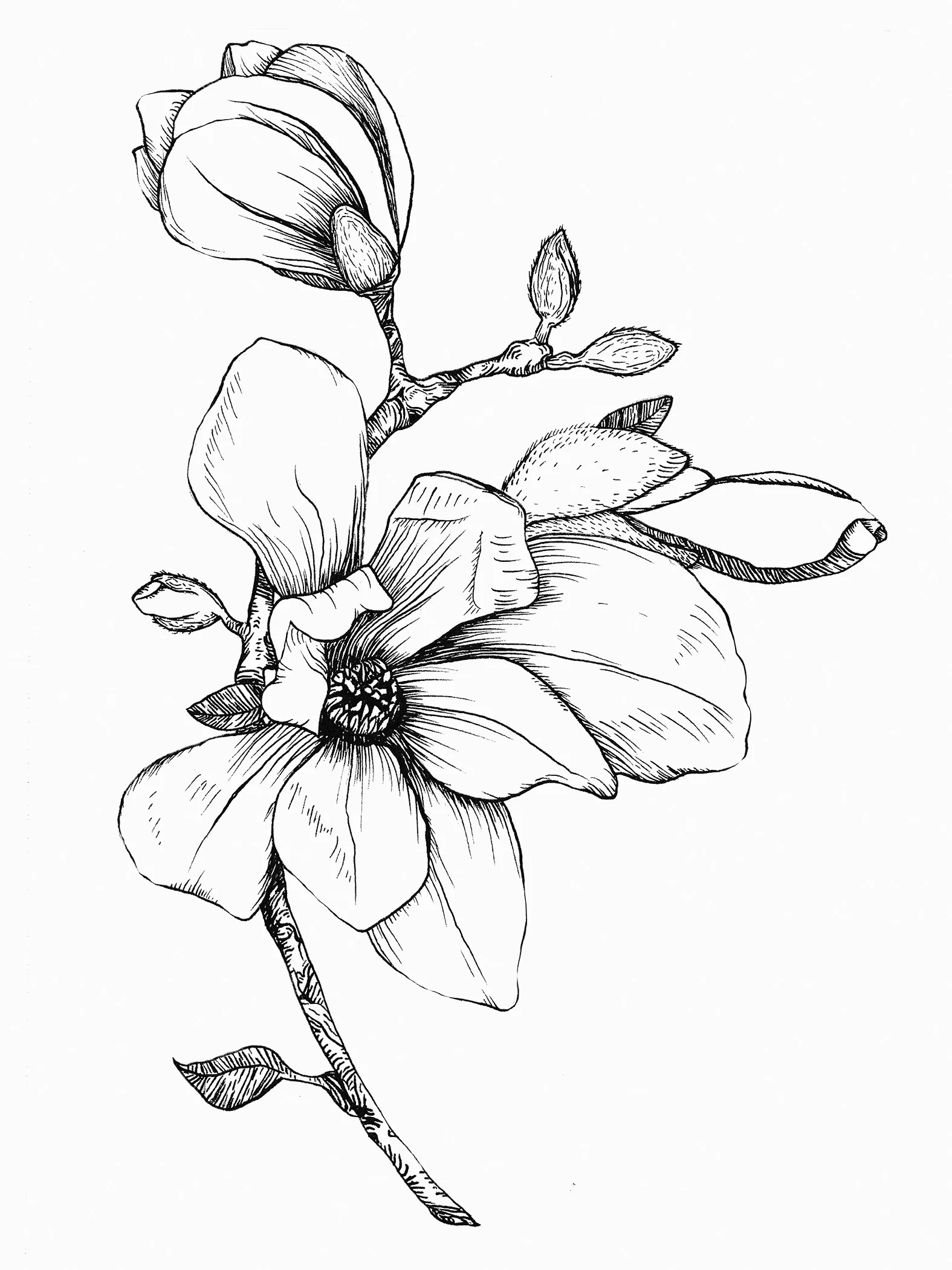 Magnolia sm.jpg