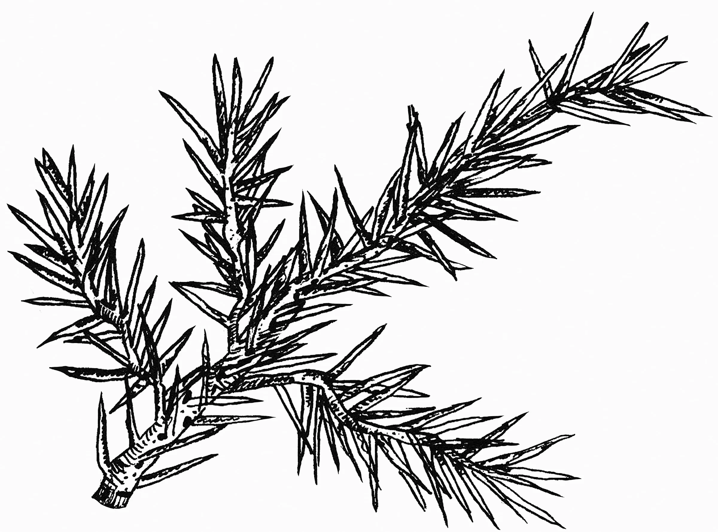 Pine sm.jpg