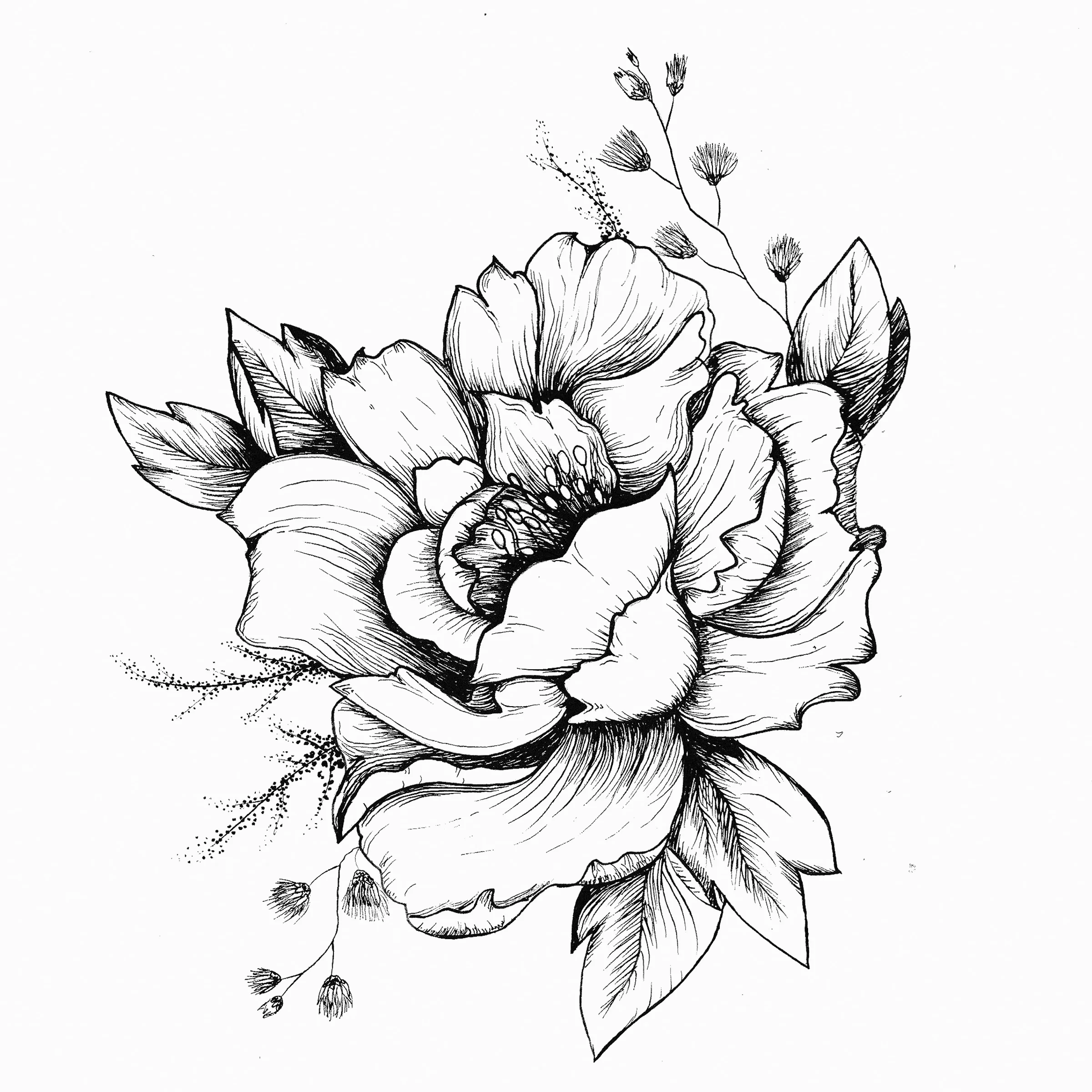 Vectory Peony sm.jpg
