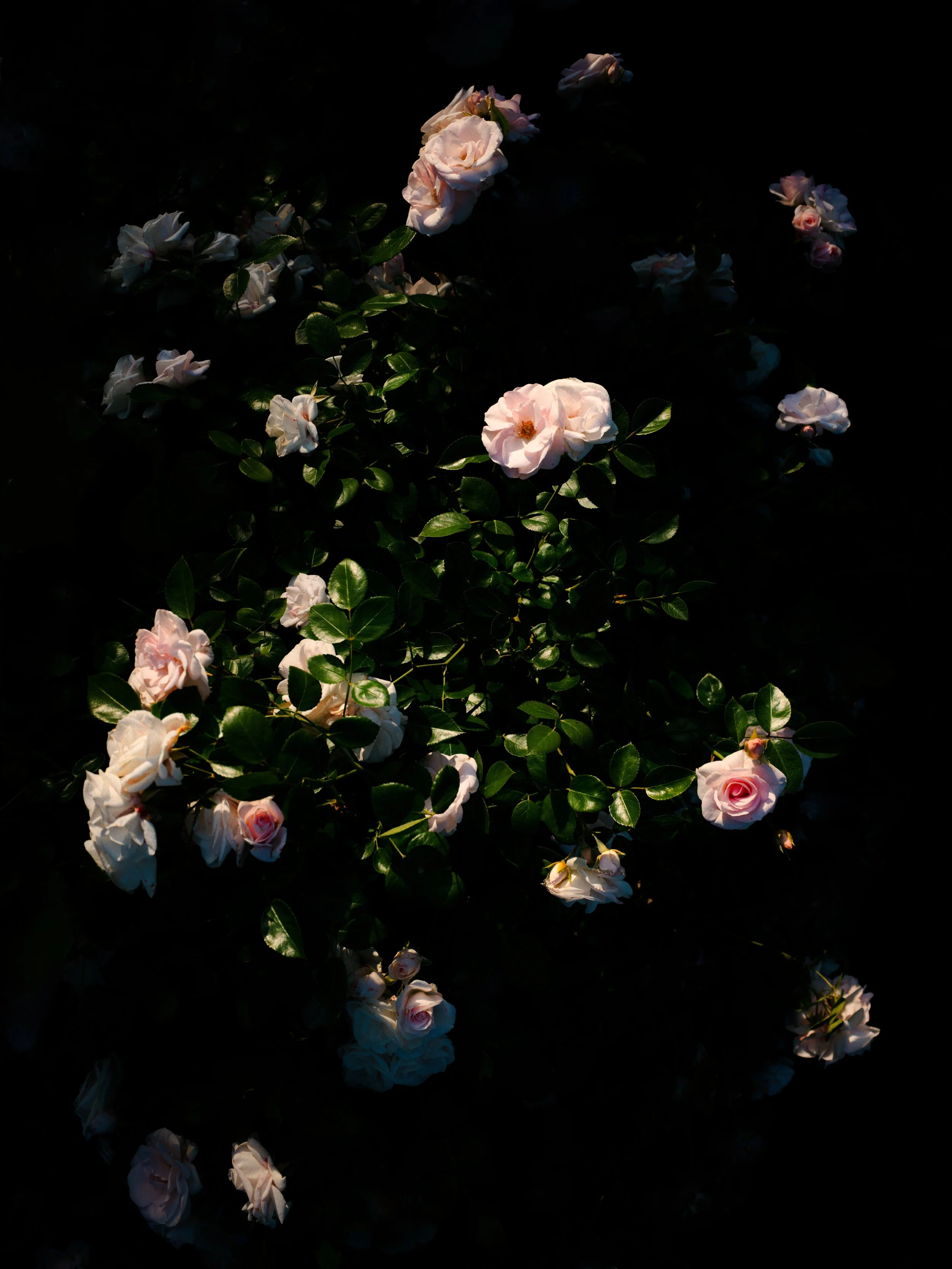 Edit-2 1.jpg