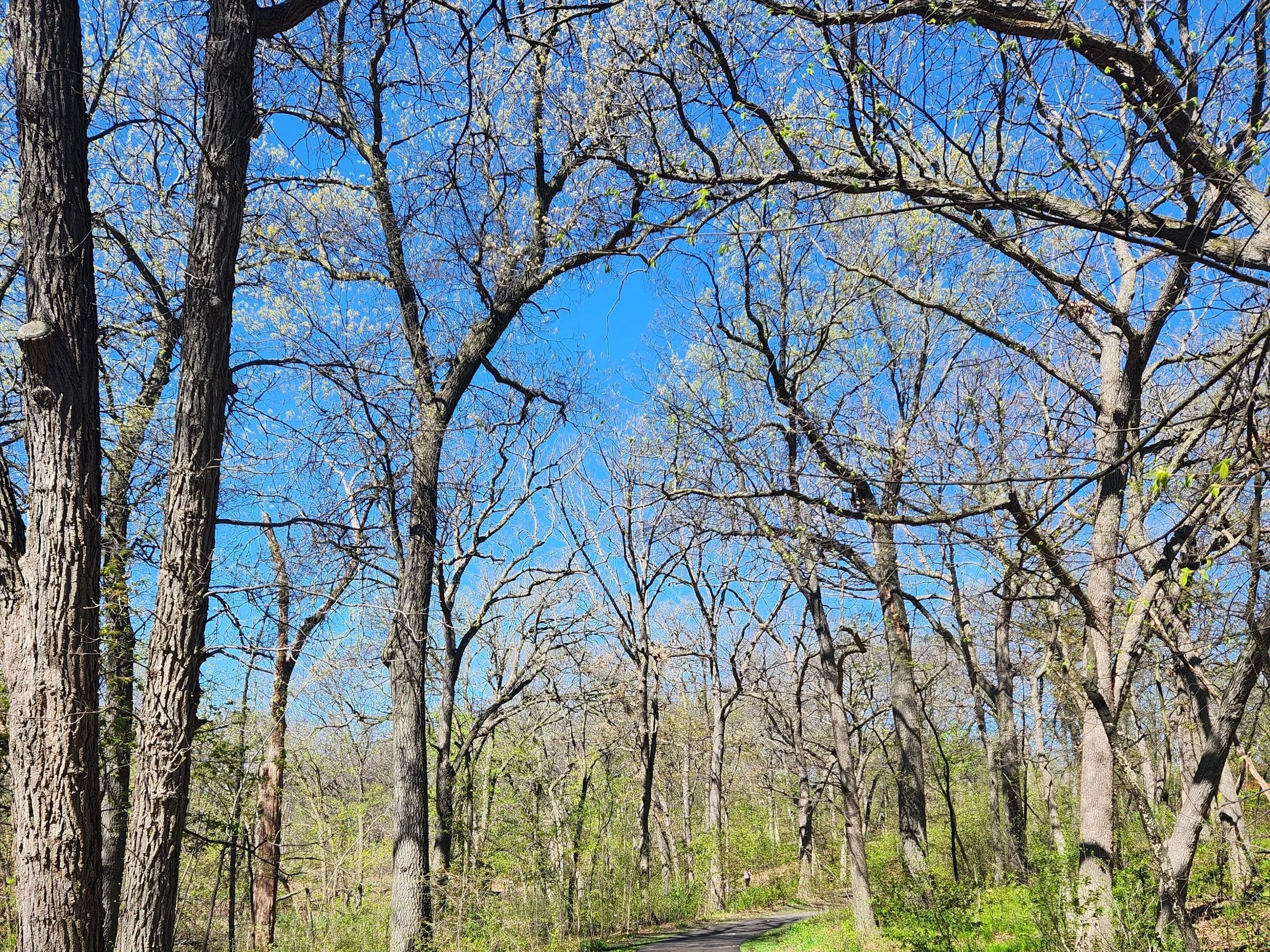 A Walk in the Woods: The Benefits of Hiking and 5 Twin Cities Area Trails to Try