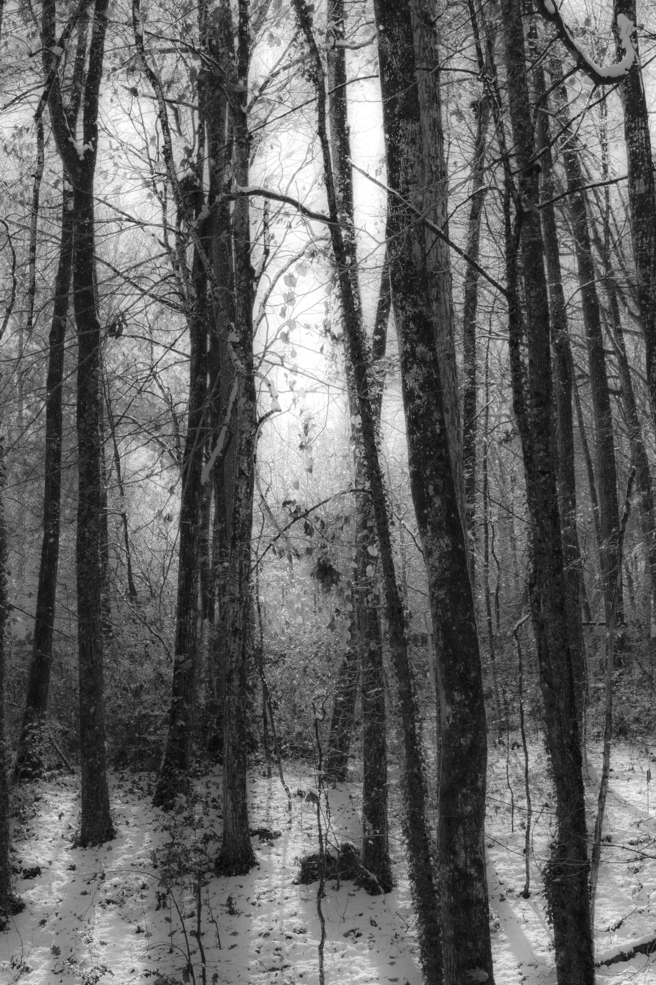 WinterTrees000003 B&W 8 bit Sm.jpg
