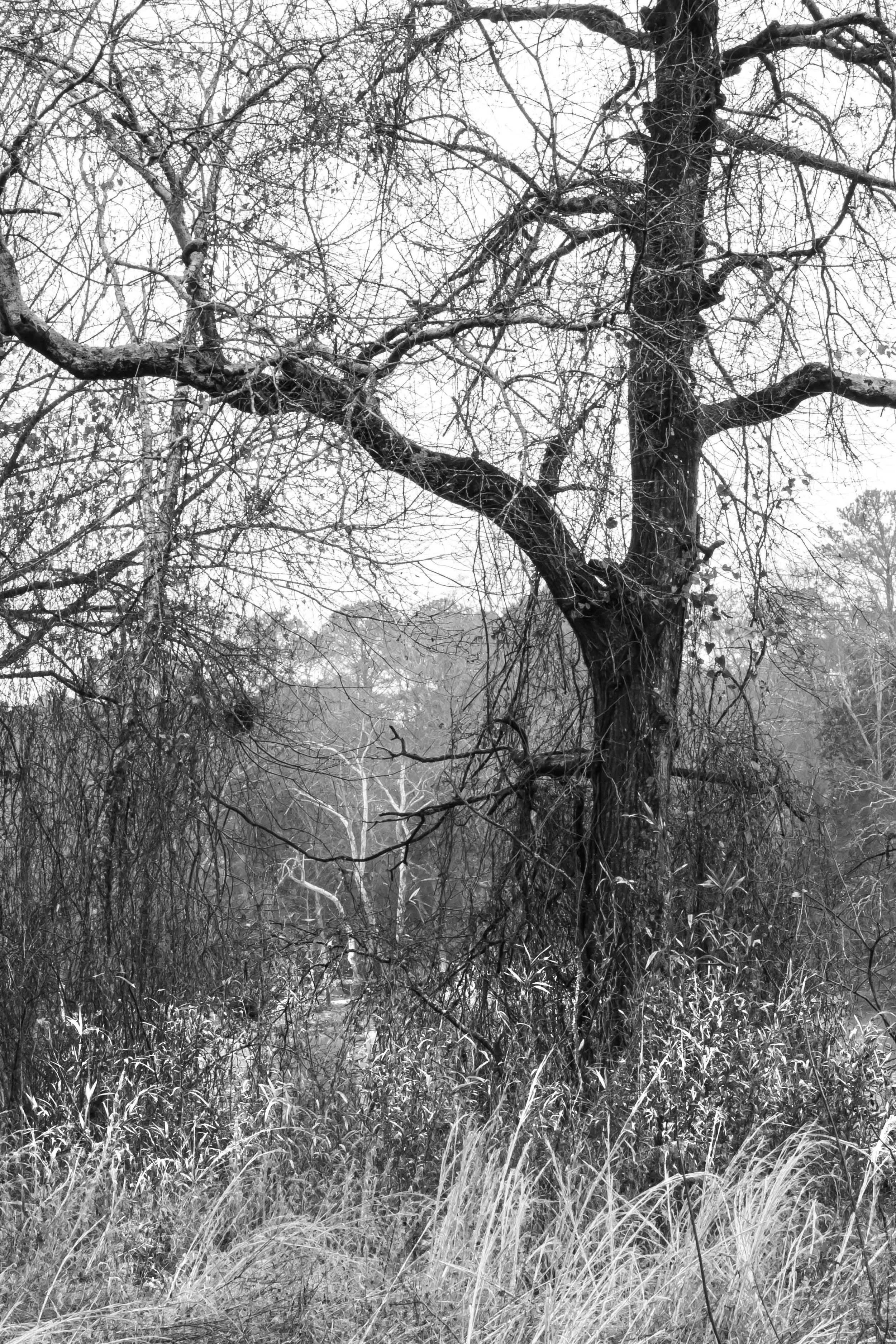 RUNNING WOODS