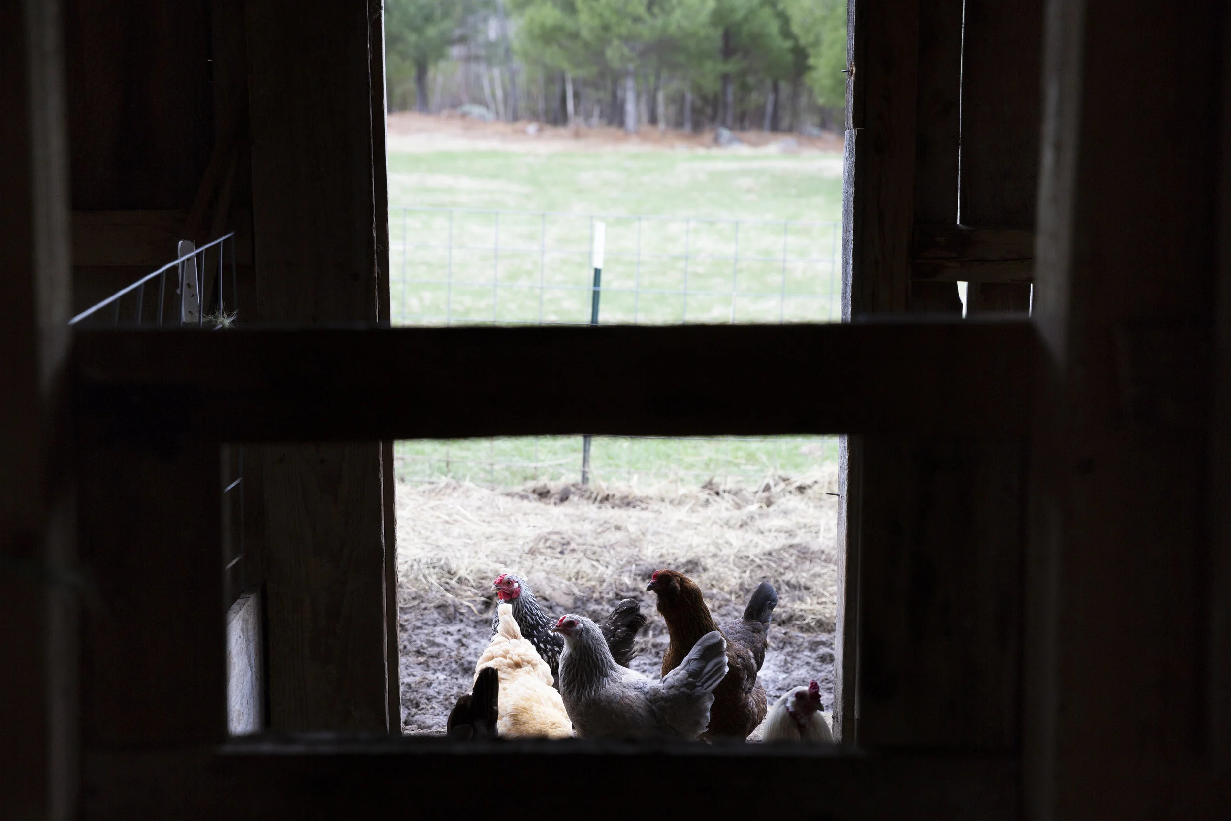 08-Chickens_4-30-18.JPG