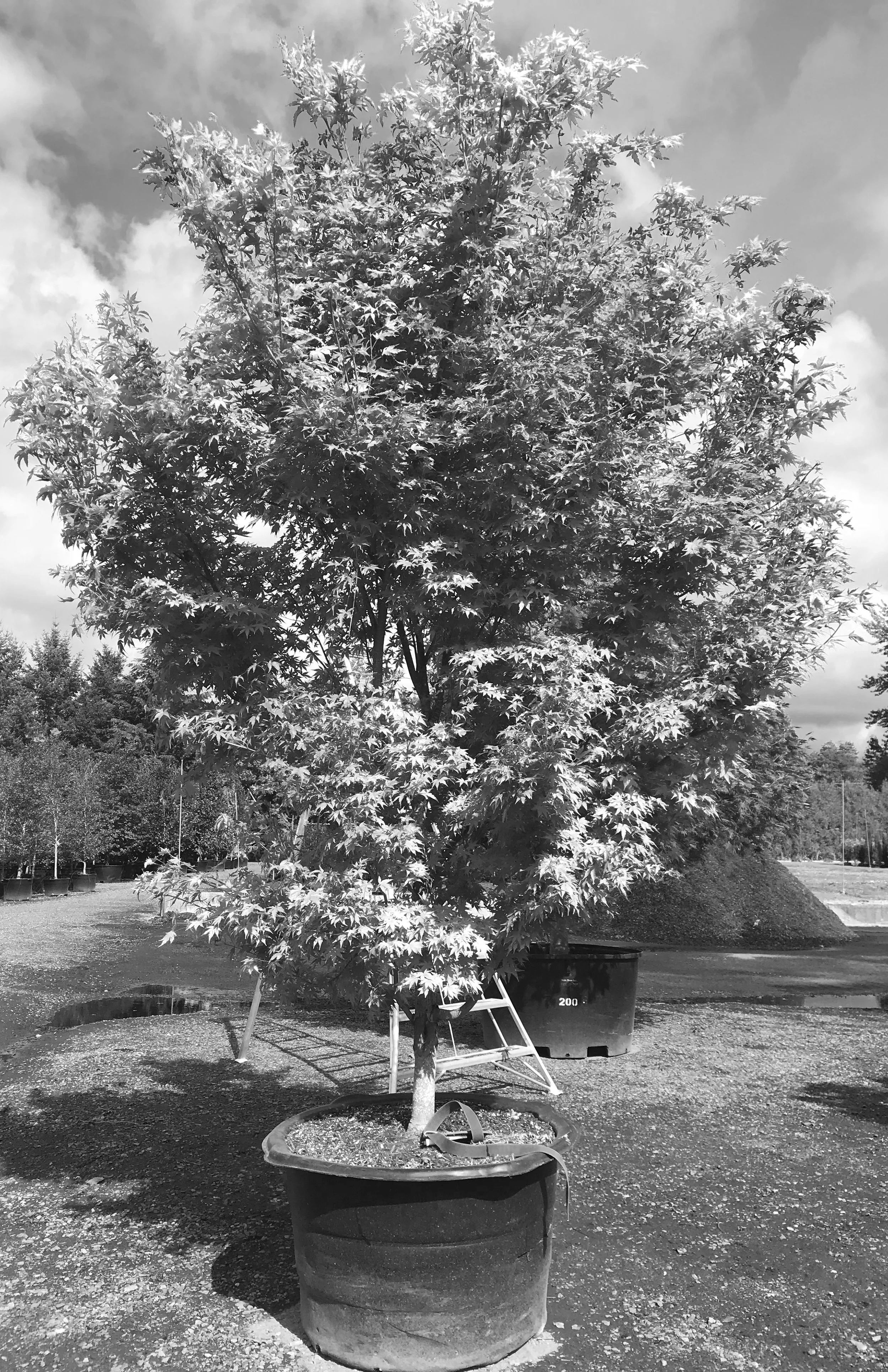 IMG_5891_bw.jpg