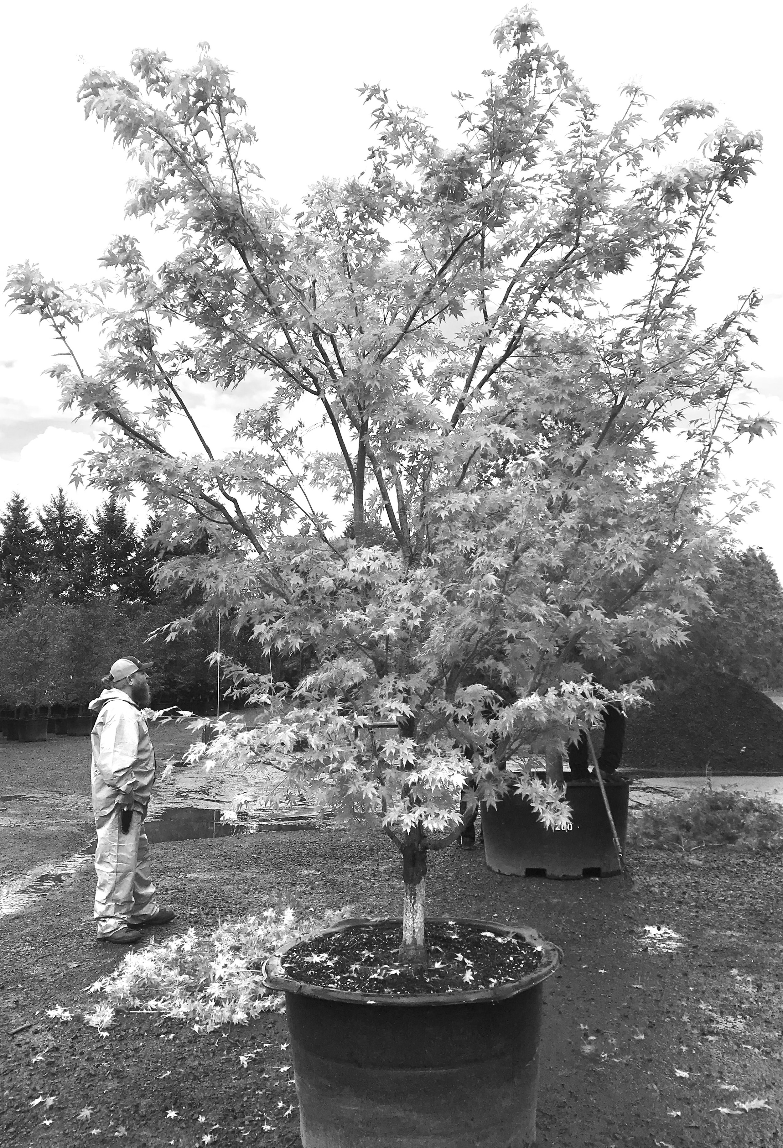 IMG_5900_bw.jpg
