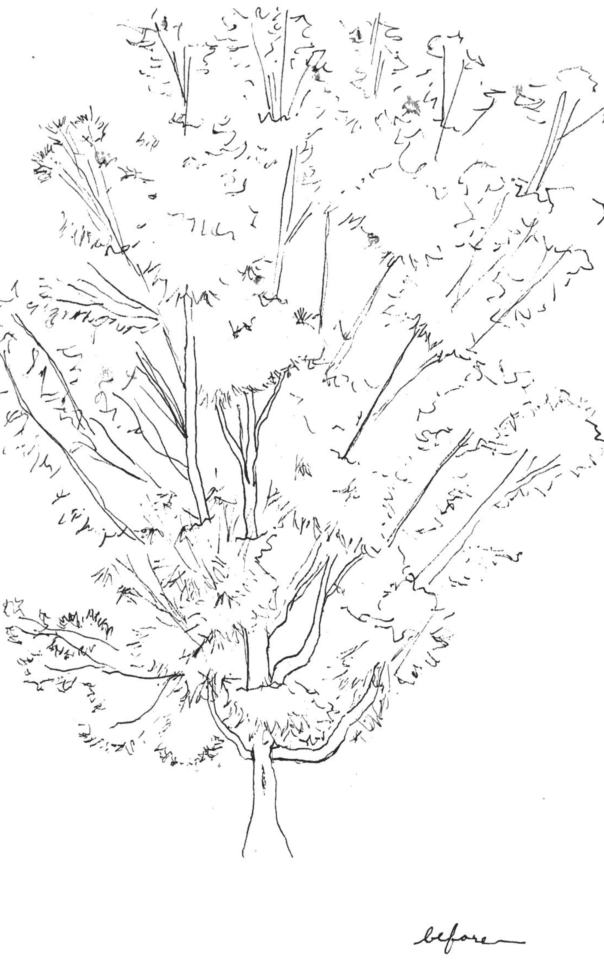 Tree_Before.jpg
