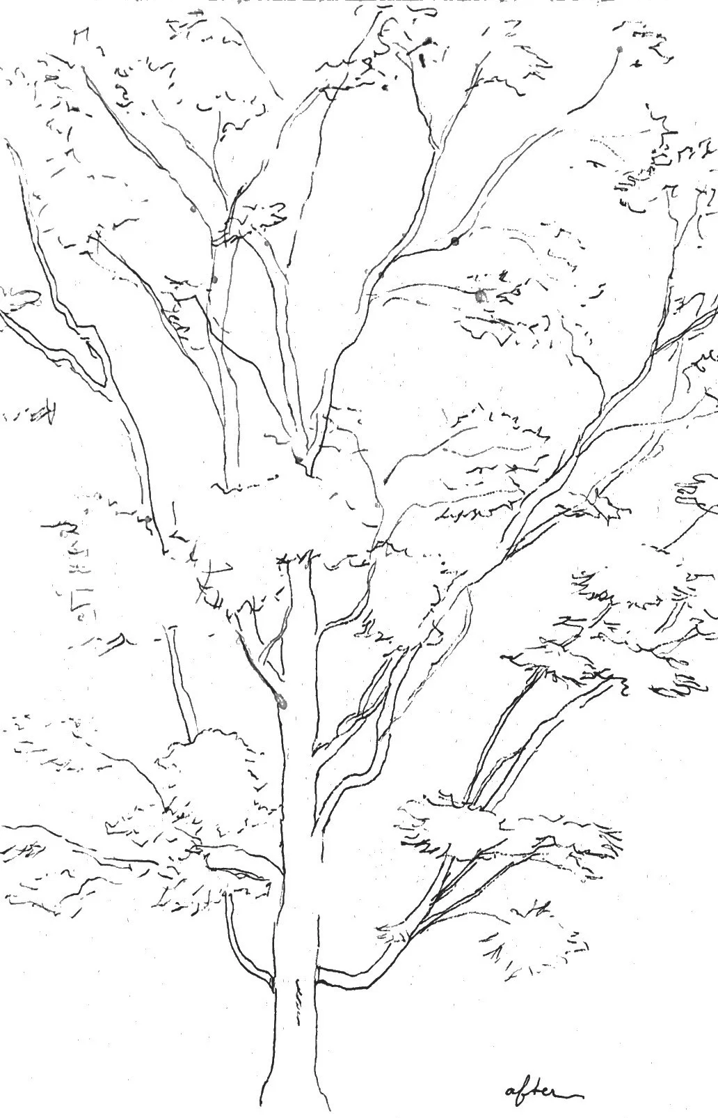 Tree_After.jpg