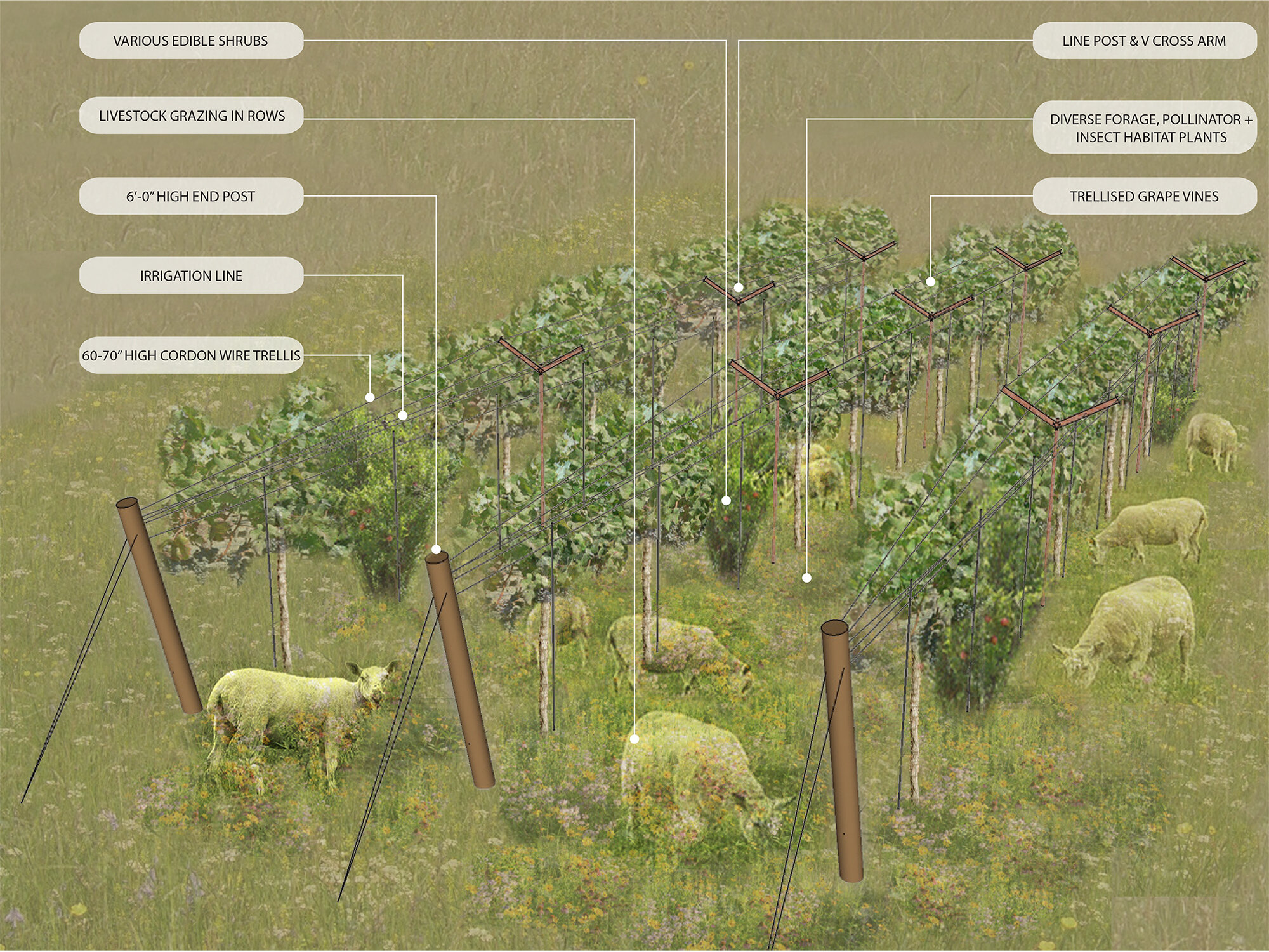 Mulville_vineyard model_labeled.jpg