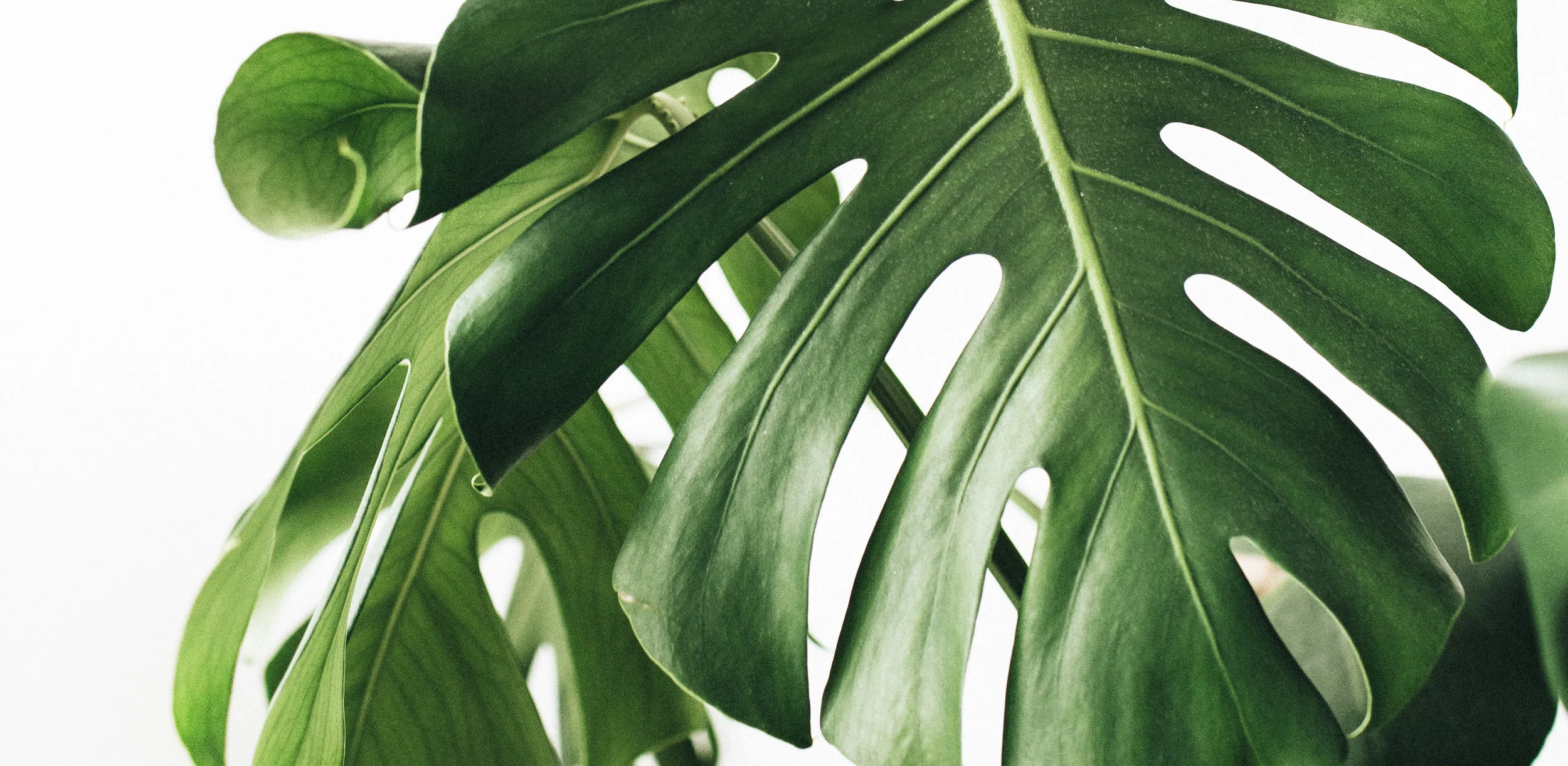 Monstera Banner.jpg