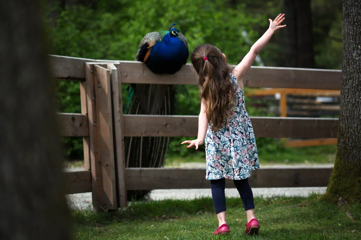 _N4A5160_peacock.jpg