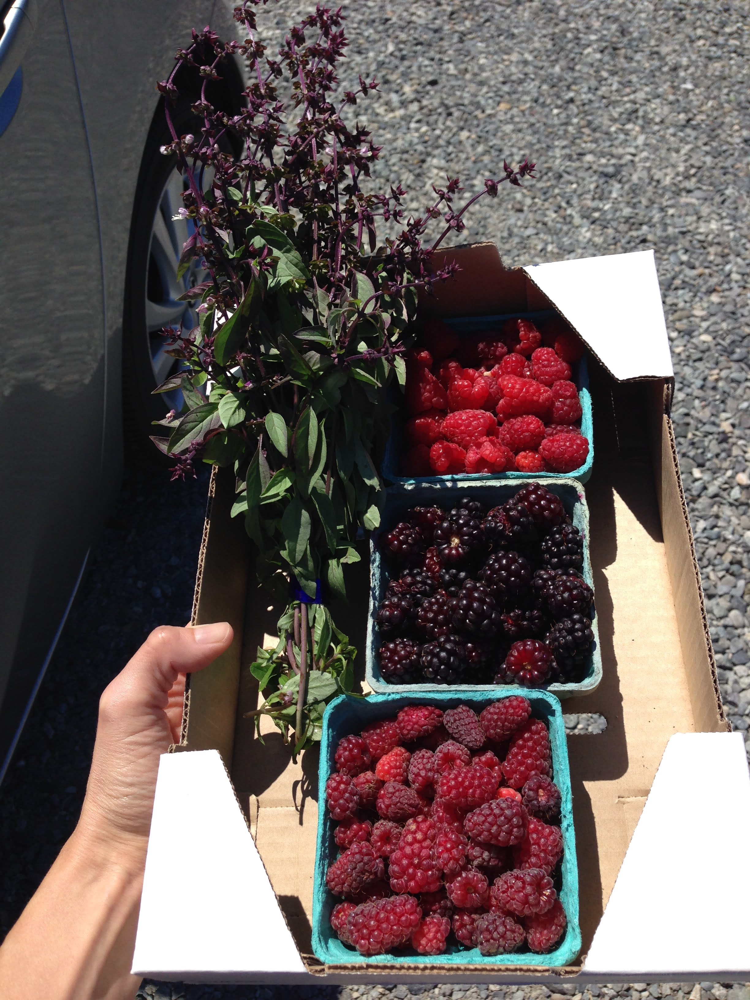 FARM STAND GOODIES- Fresh berries and Thai basil from local farm stand in Sequim, Washington. Taken with iPhone 5s on July 13, 2016.