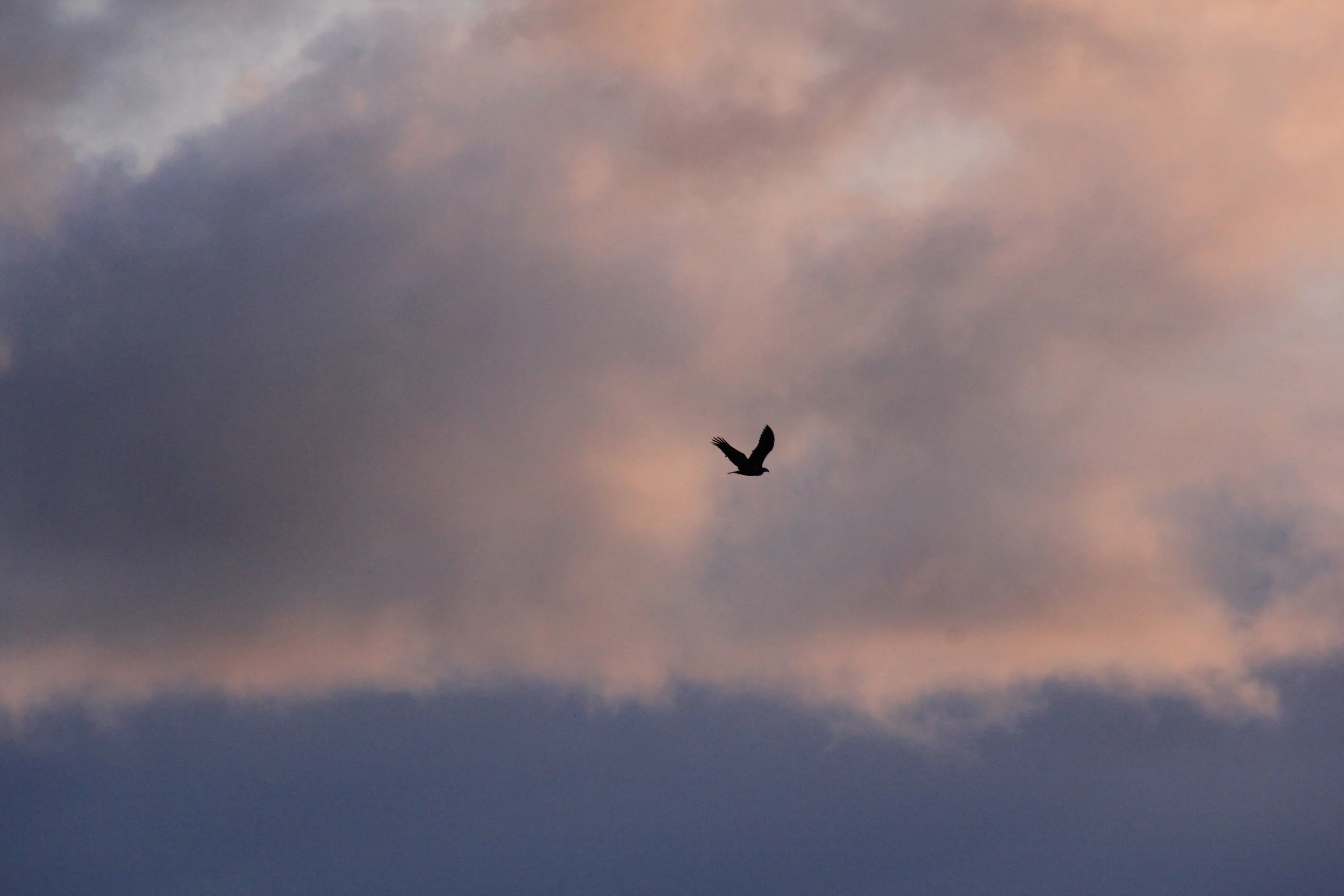 Bald eagle at sunset, taken on December 24, 2018 with Canon 60D.