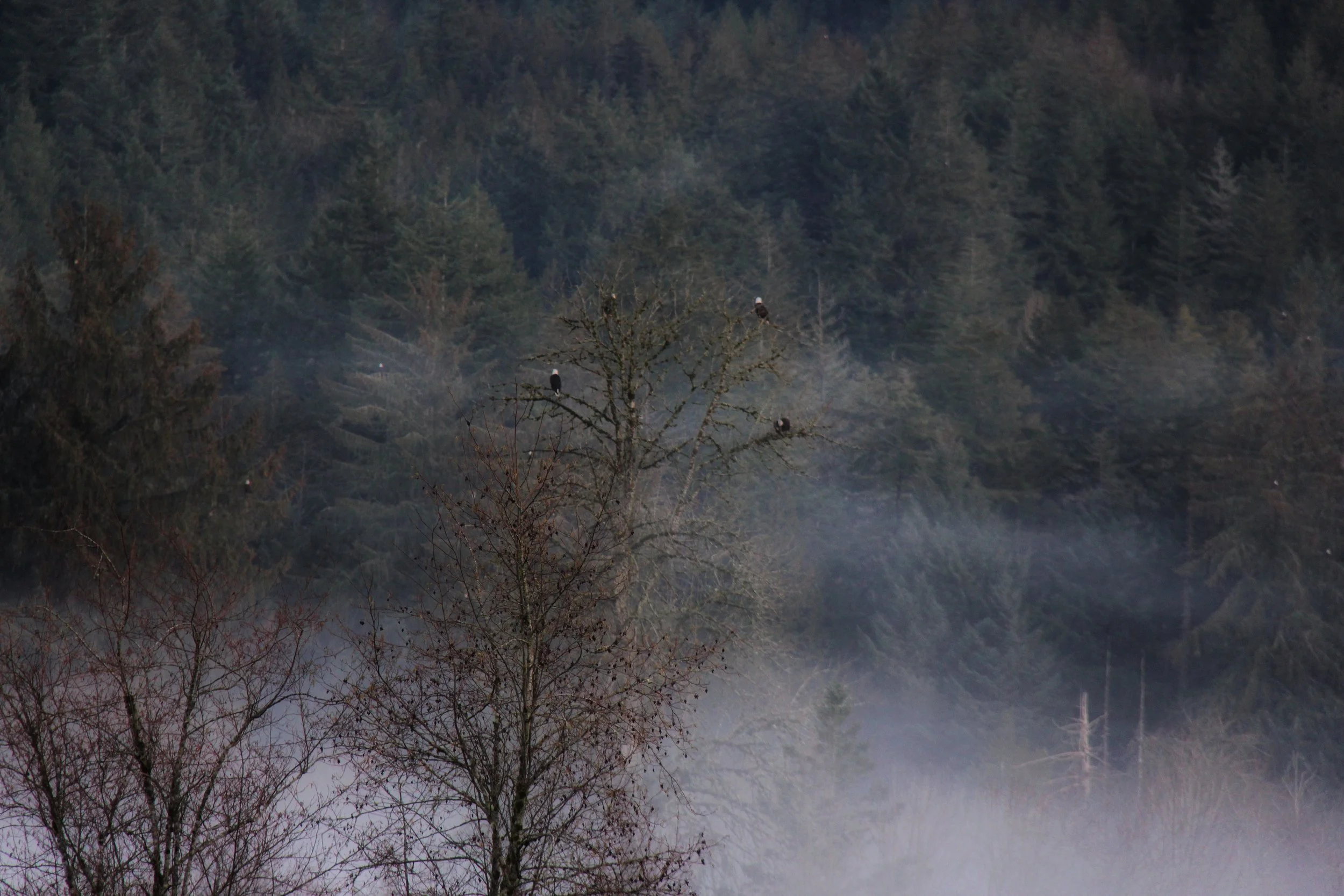 Bald eagles in the mist, taken on December 24, 2018 with Canon 60D.