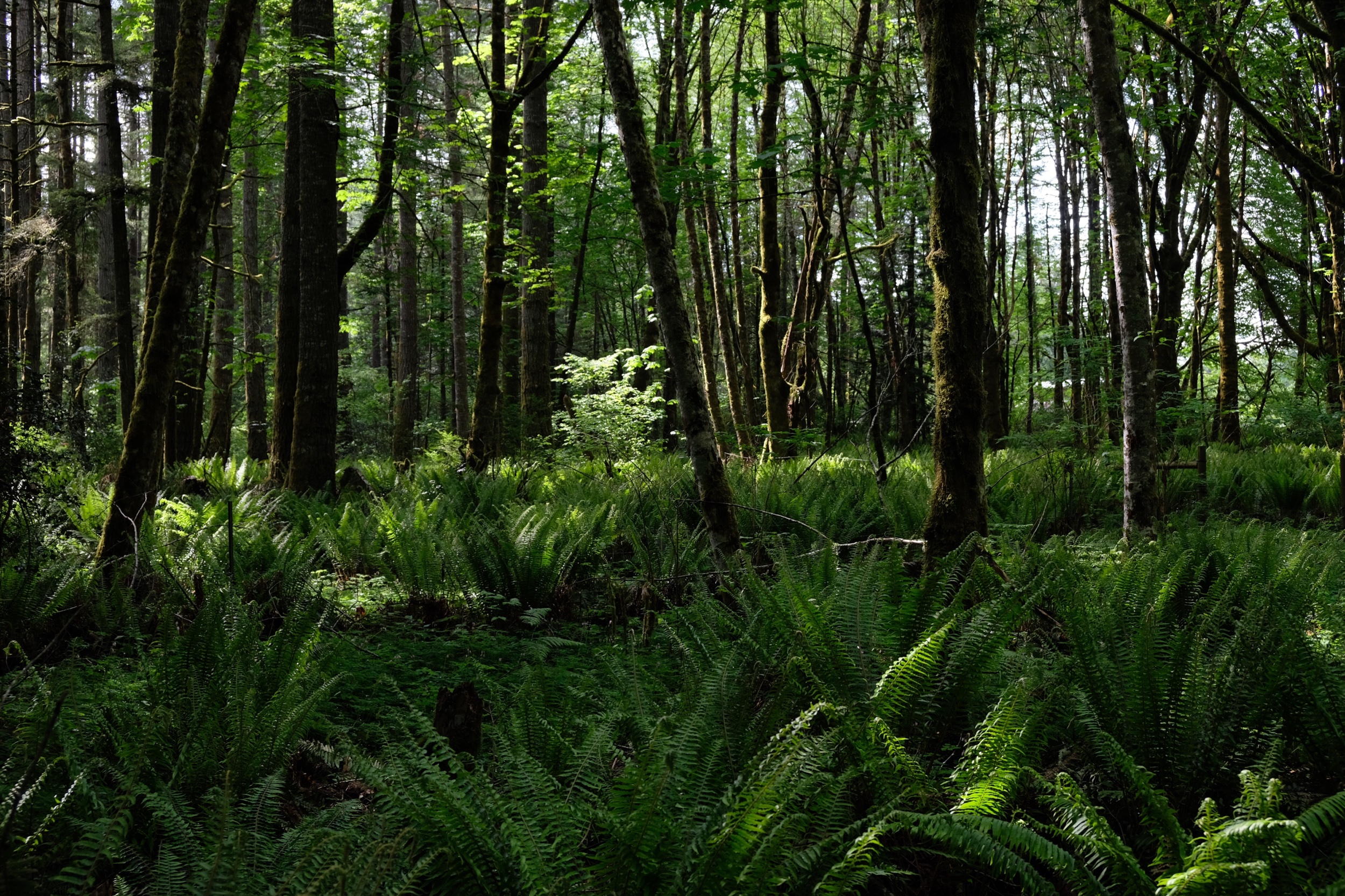 Forest and Ferns