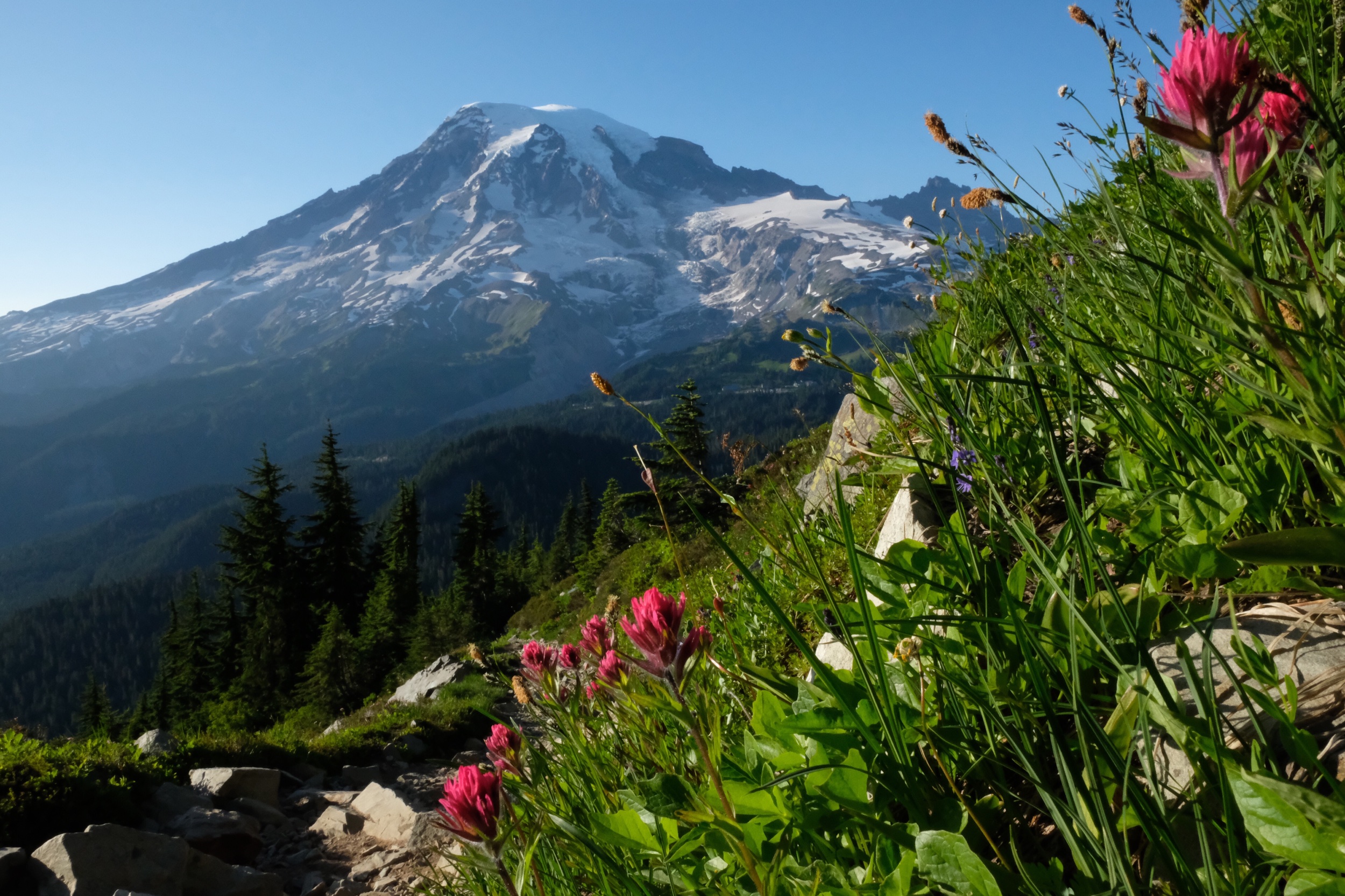 Rainier and wildflowers