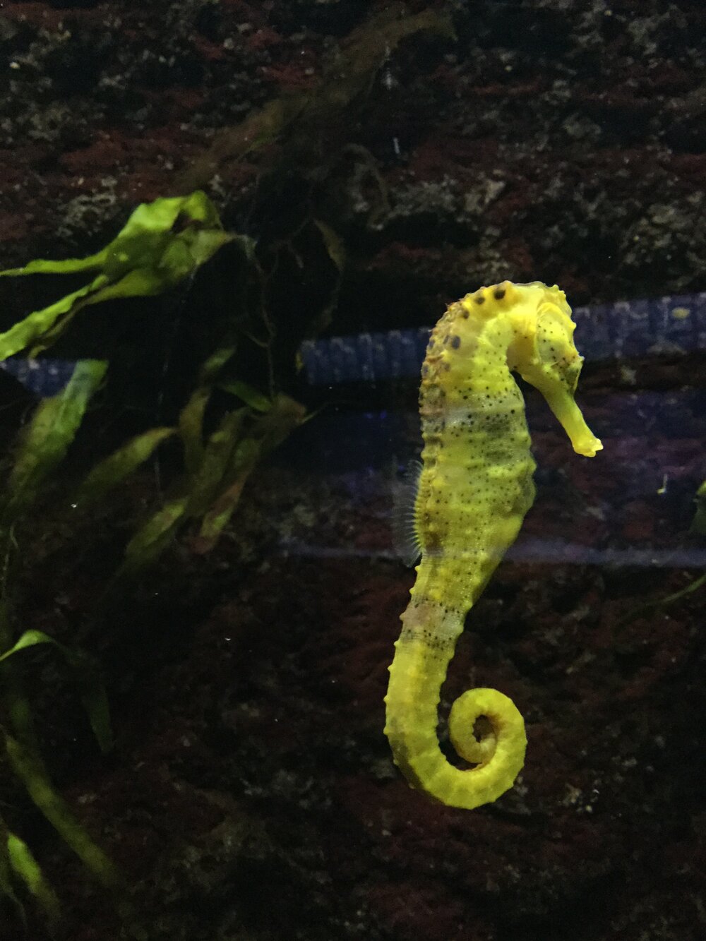 Seahorse at the Zoo Aquarium