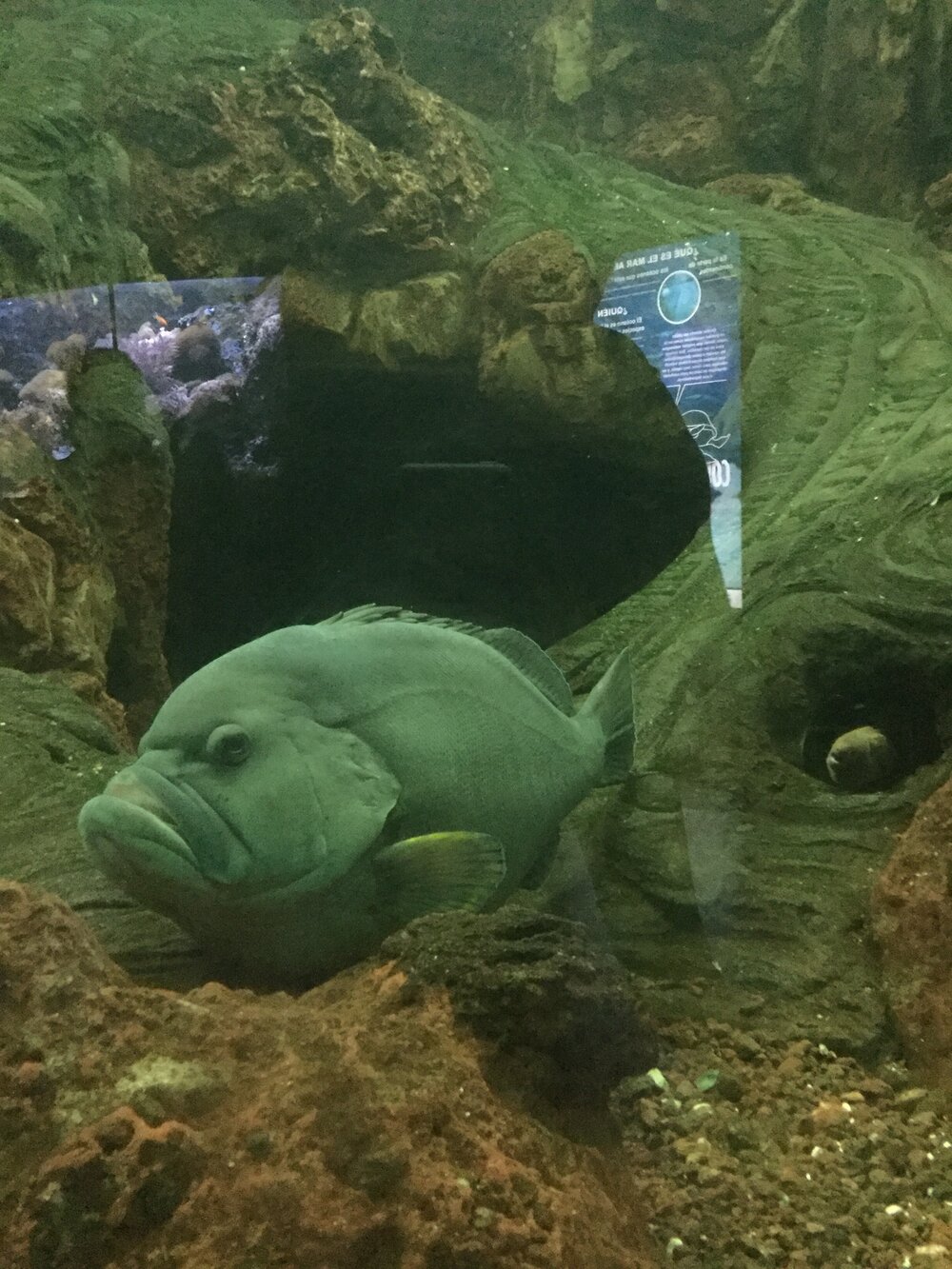 Angry fish at the Zoo Aquarium