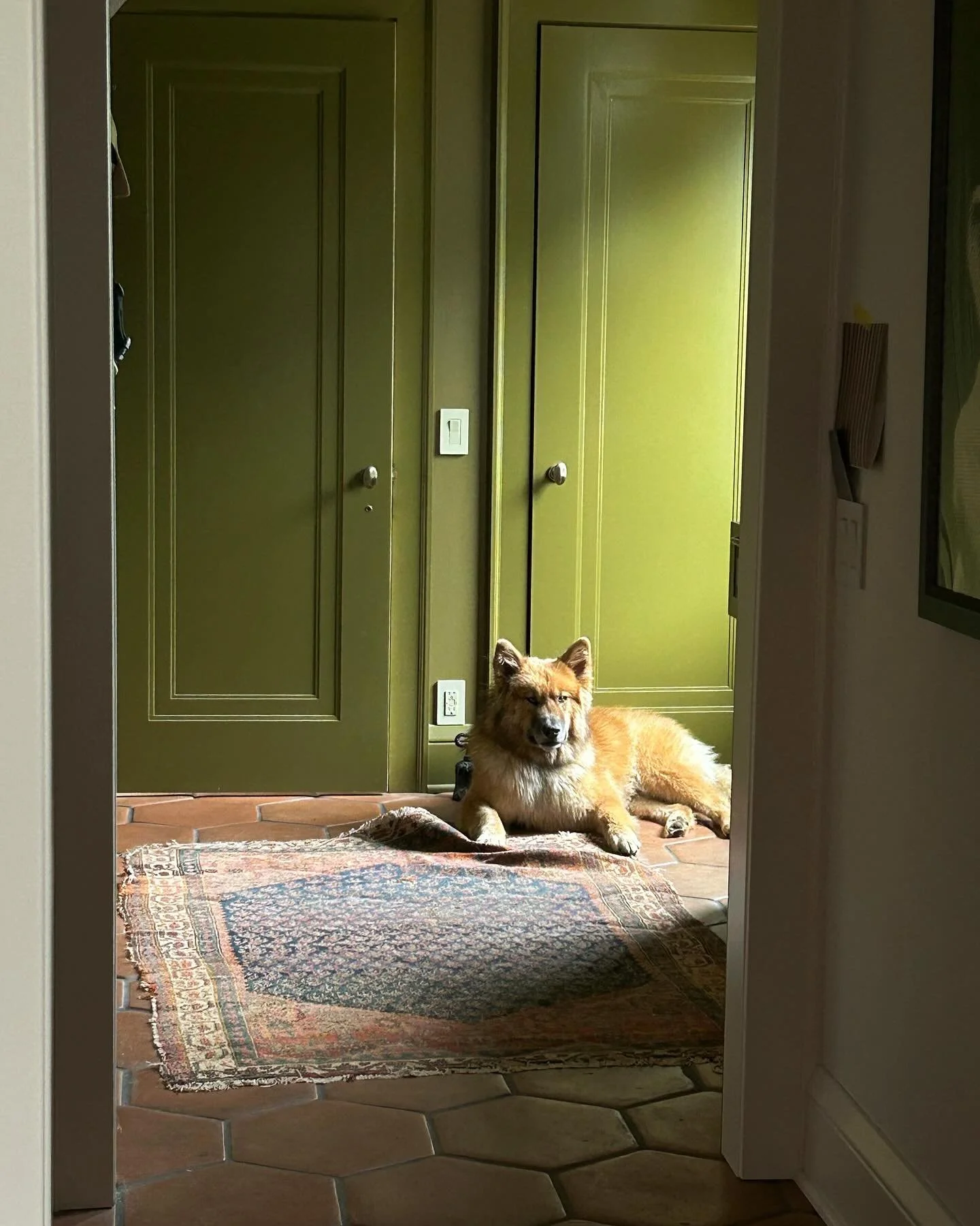 No accessories or special effects needed when you live with a dog this beautiful. #dogsathome #photogenicdog #rescuedog #chezhuntley