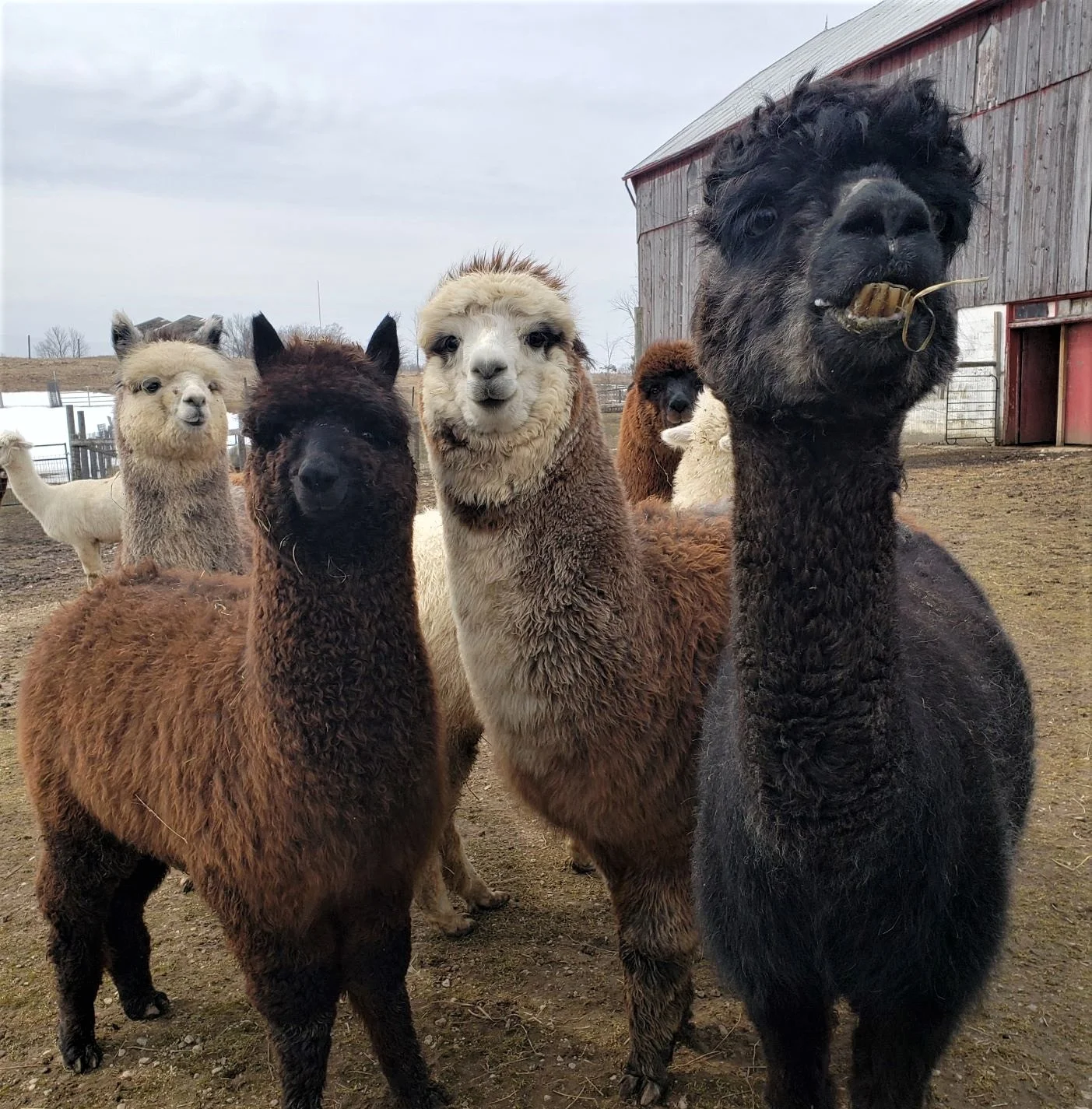 alpaca 9.jpg