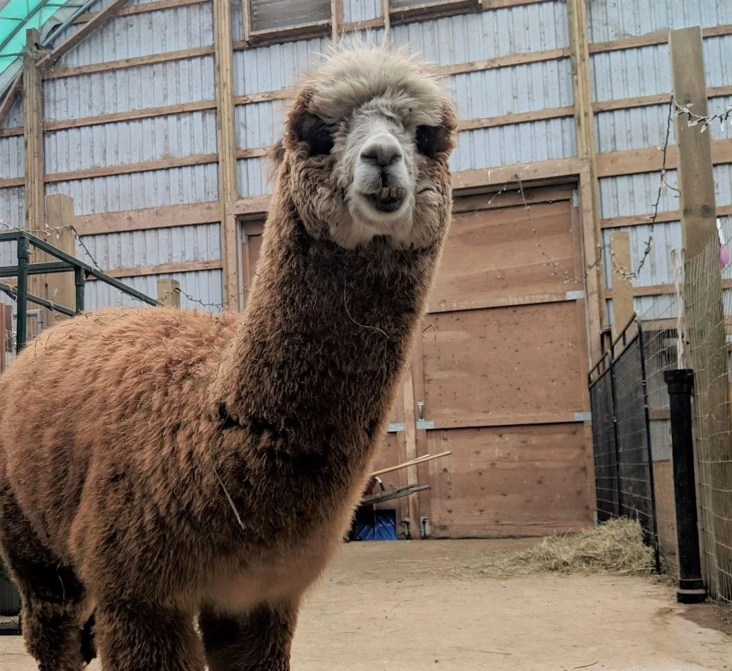 alpaca 4.jpg