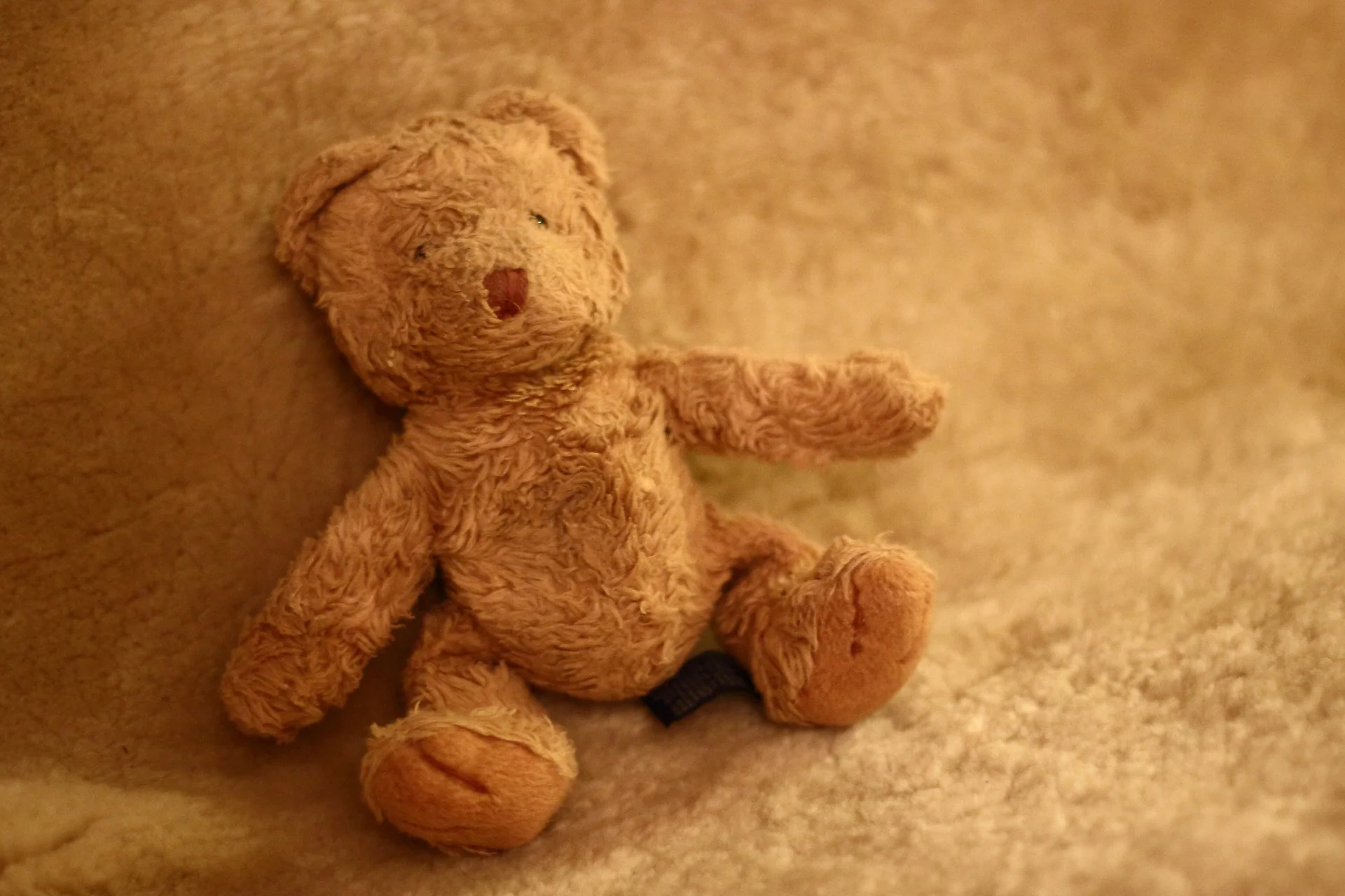teddy-bear-272237_1920.jpg
