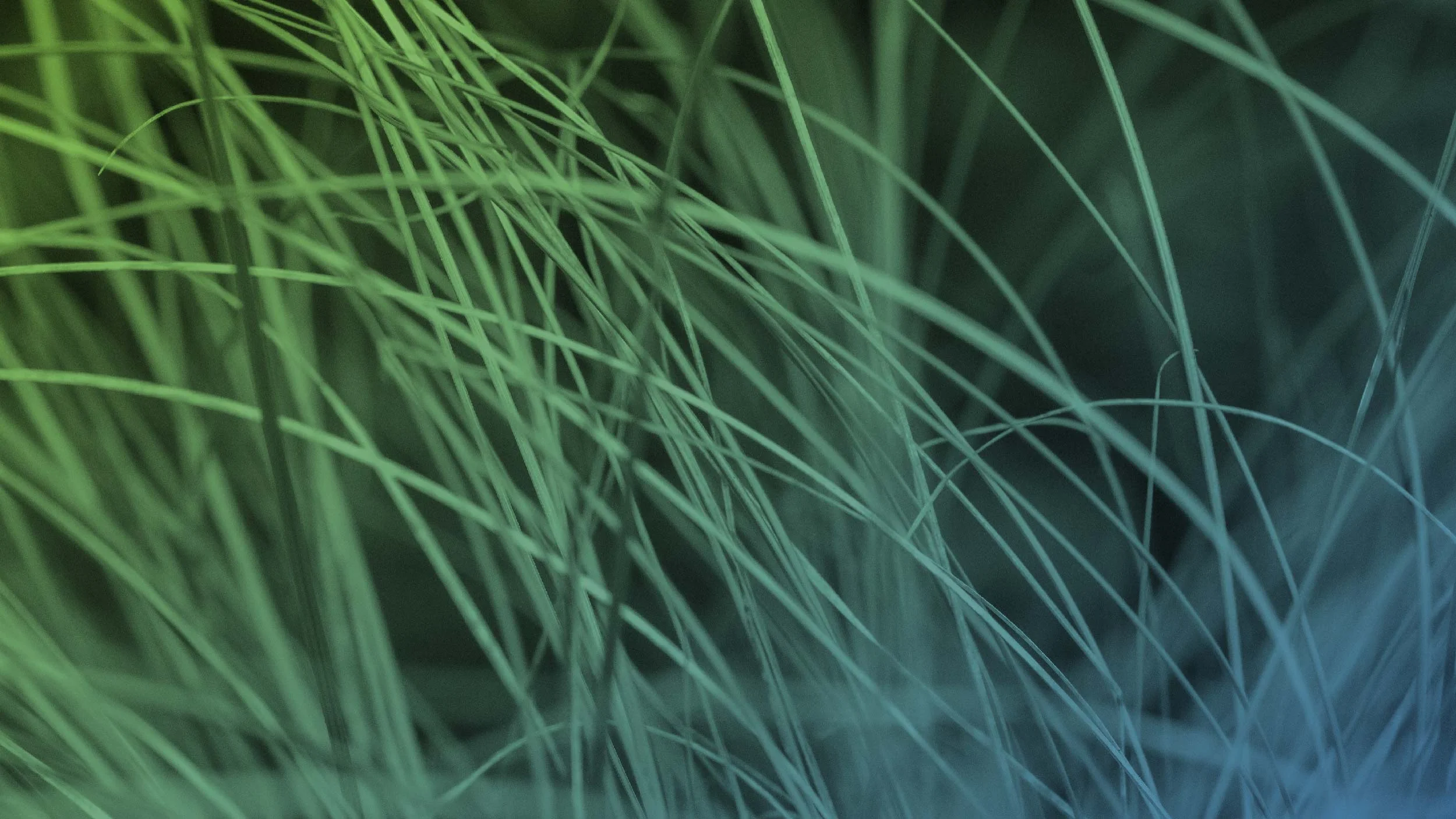 blog-image-banner-grasses.jpg
