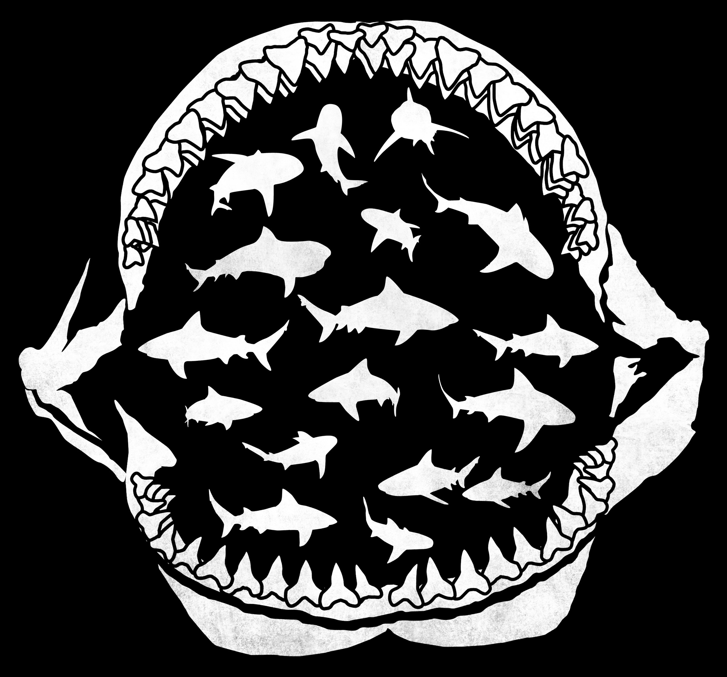 Bull Shark Jaws 1 copy.jpg