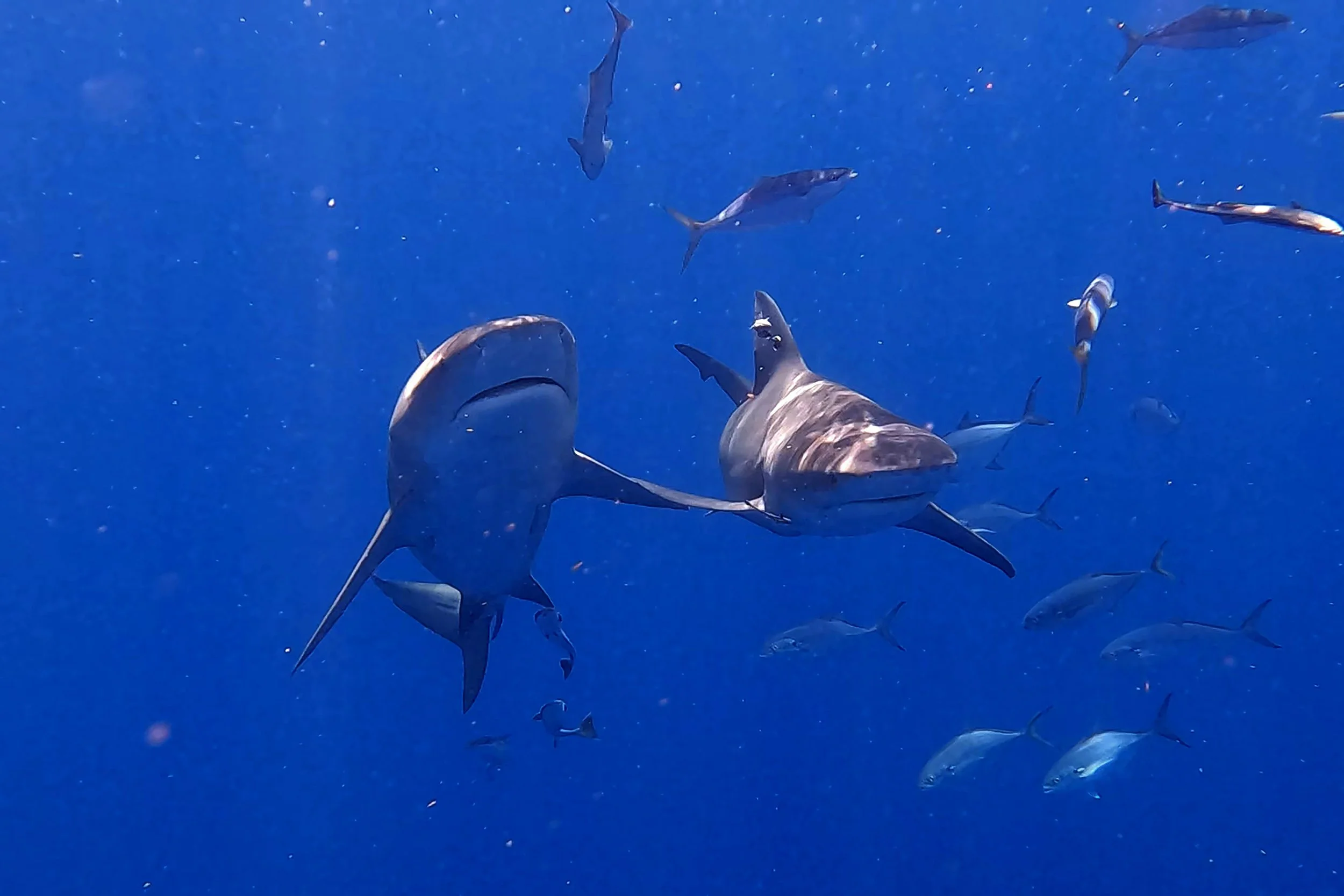 Bull Sharks — John BullShark