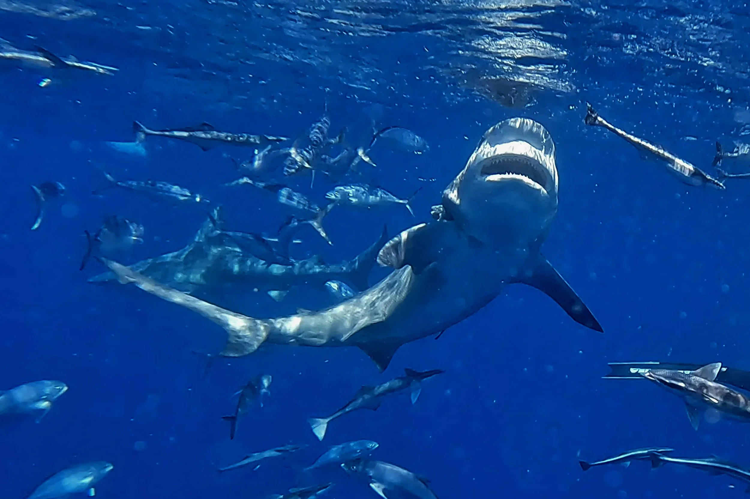 Bull Sharks — John BullShark