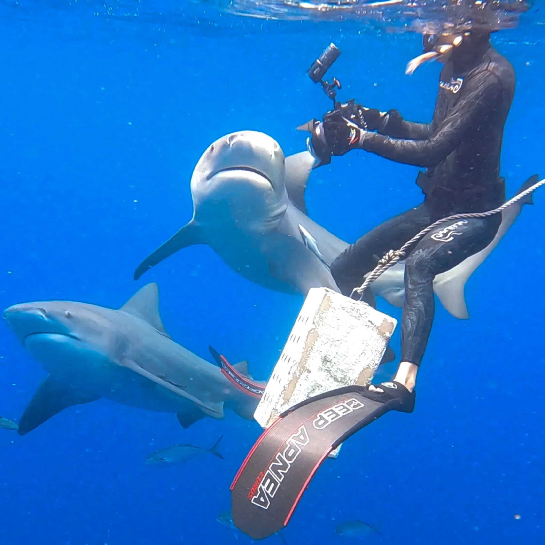 Bull Sharks — John BullShark